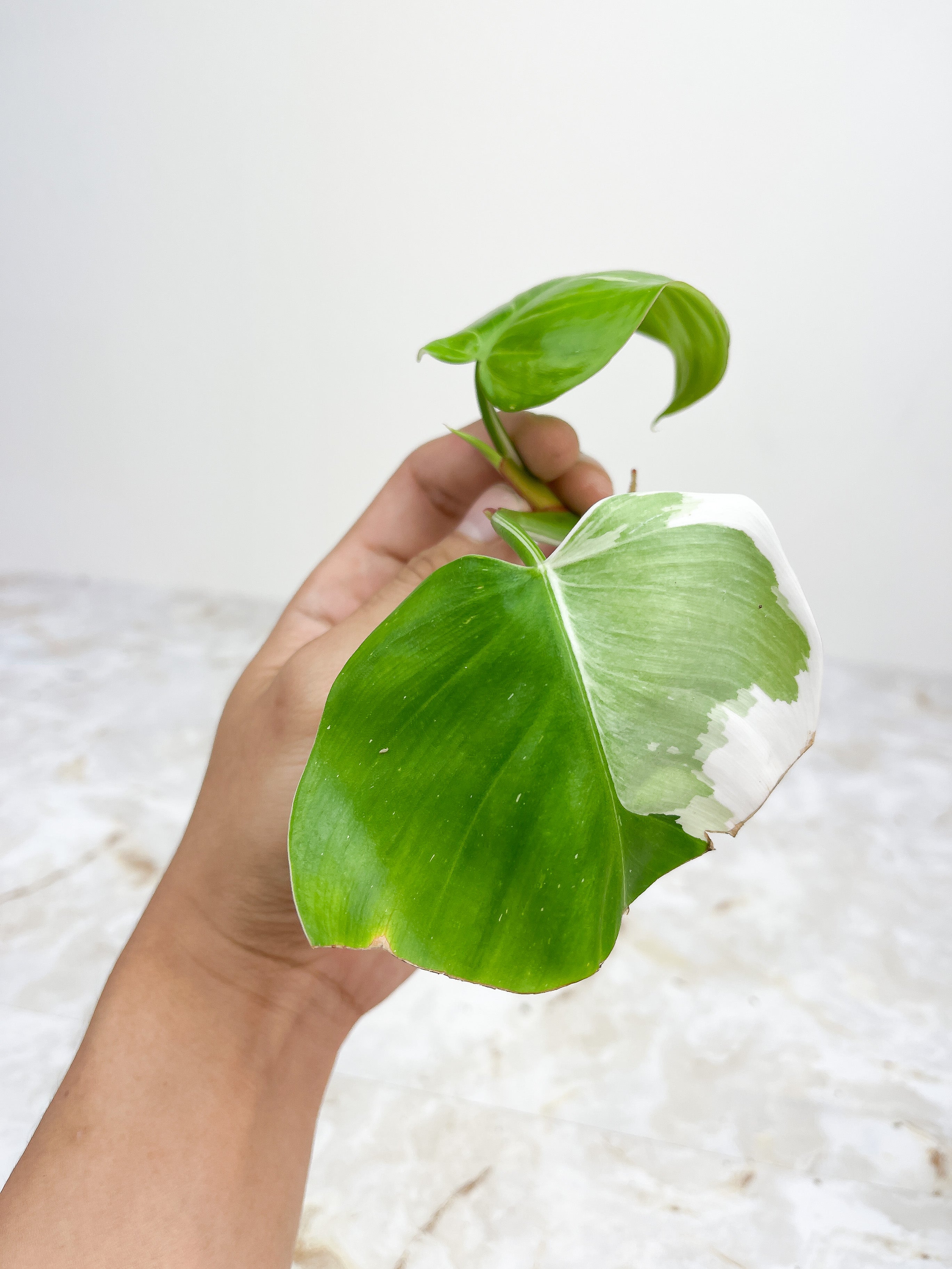 Philodendron White Princess Rooting Top cutting