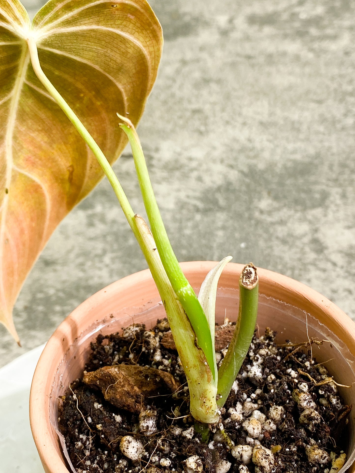 Philodendron Melanochrysum with 1 leaf and 1 sprout rooted