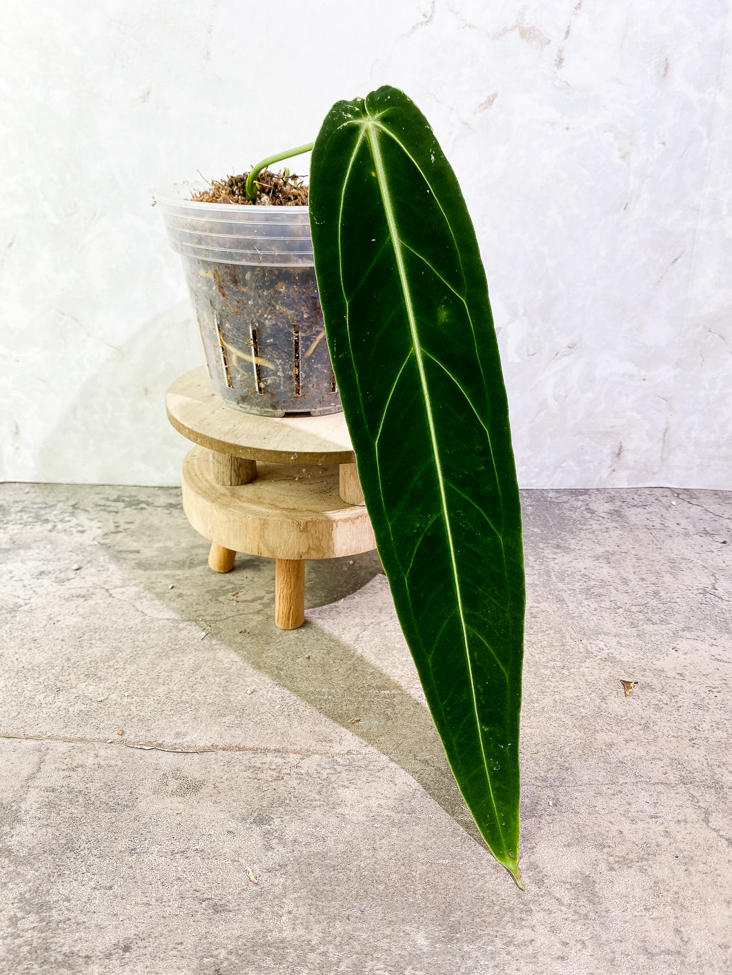 Anthurium Warocqueanum Dark super narrow  Rooted