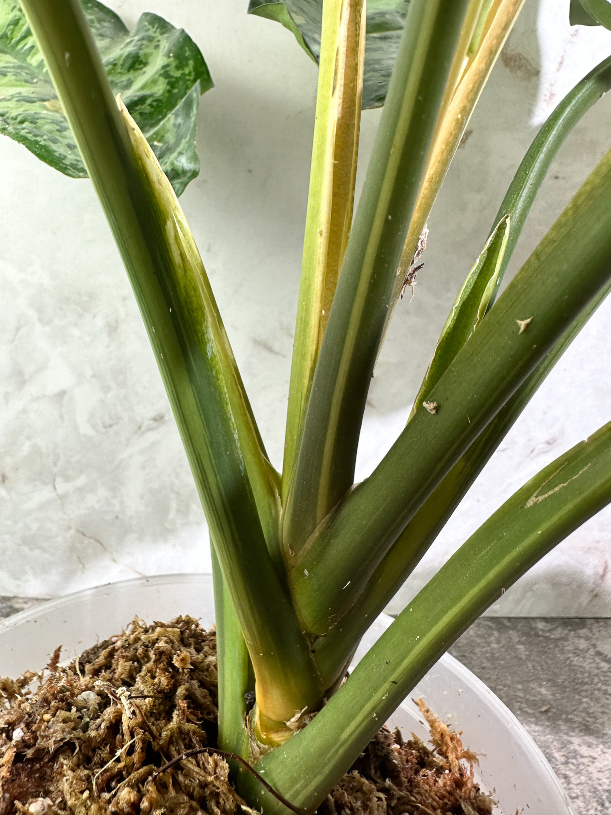 Aglaonema commutatum variegated (manila pride variegated) rooted