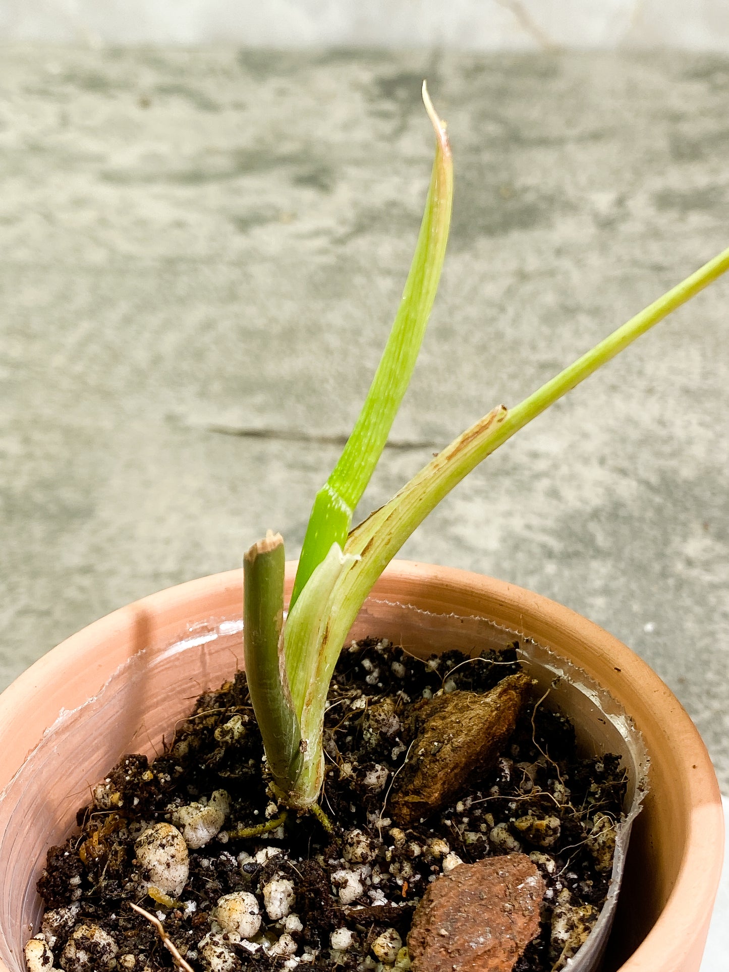Philodendron Melanochrysum with 1 leaf and 1 sprout rooted