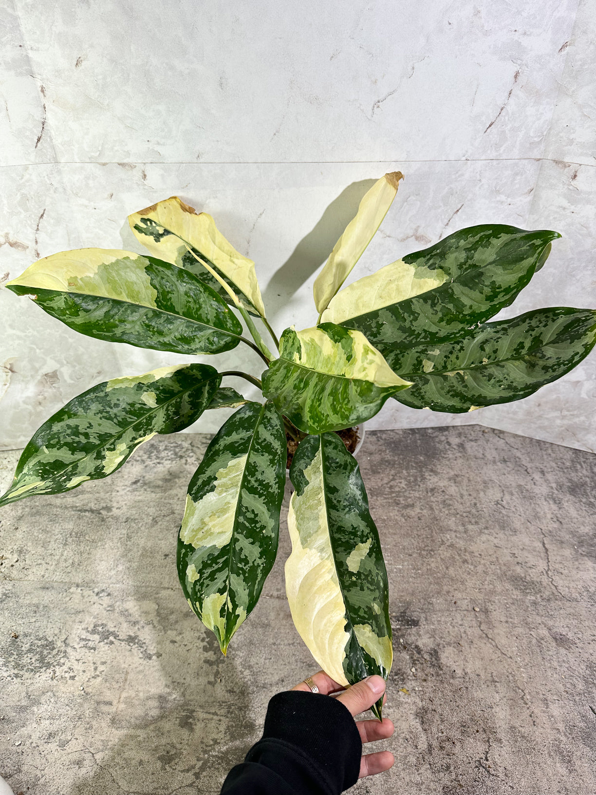 Aglaonema commutatum variegated (manila pride variegated) rooted