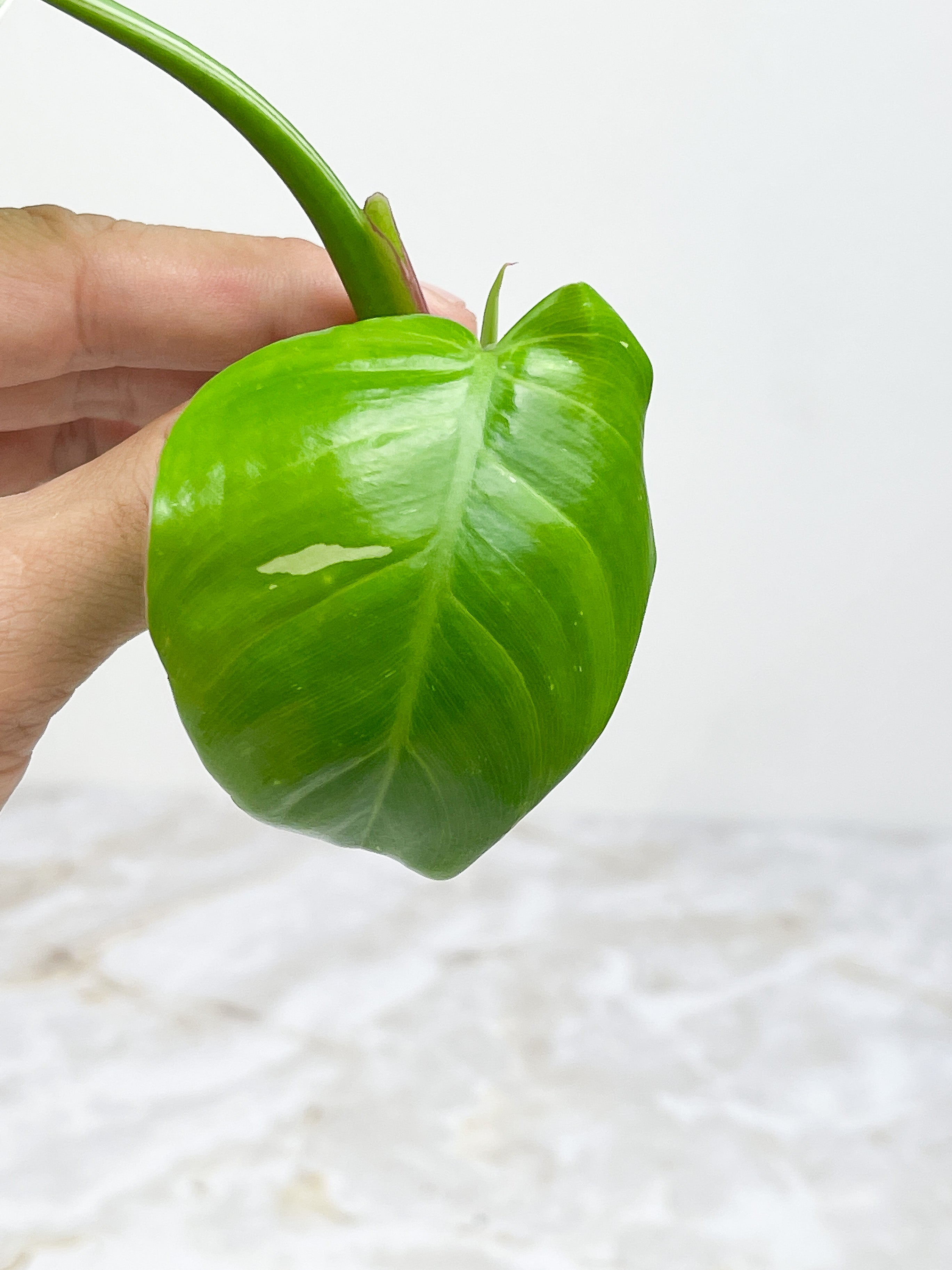 Philodendron White Princess Rooting Top cutting