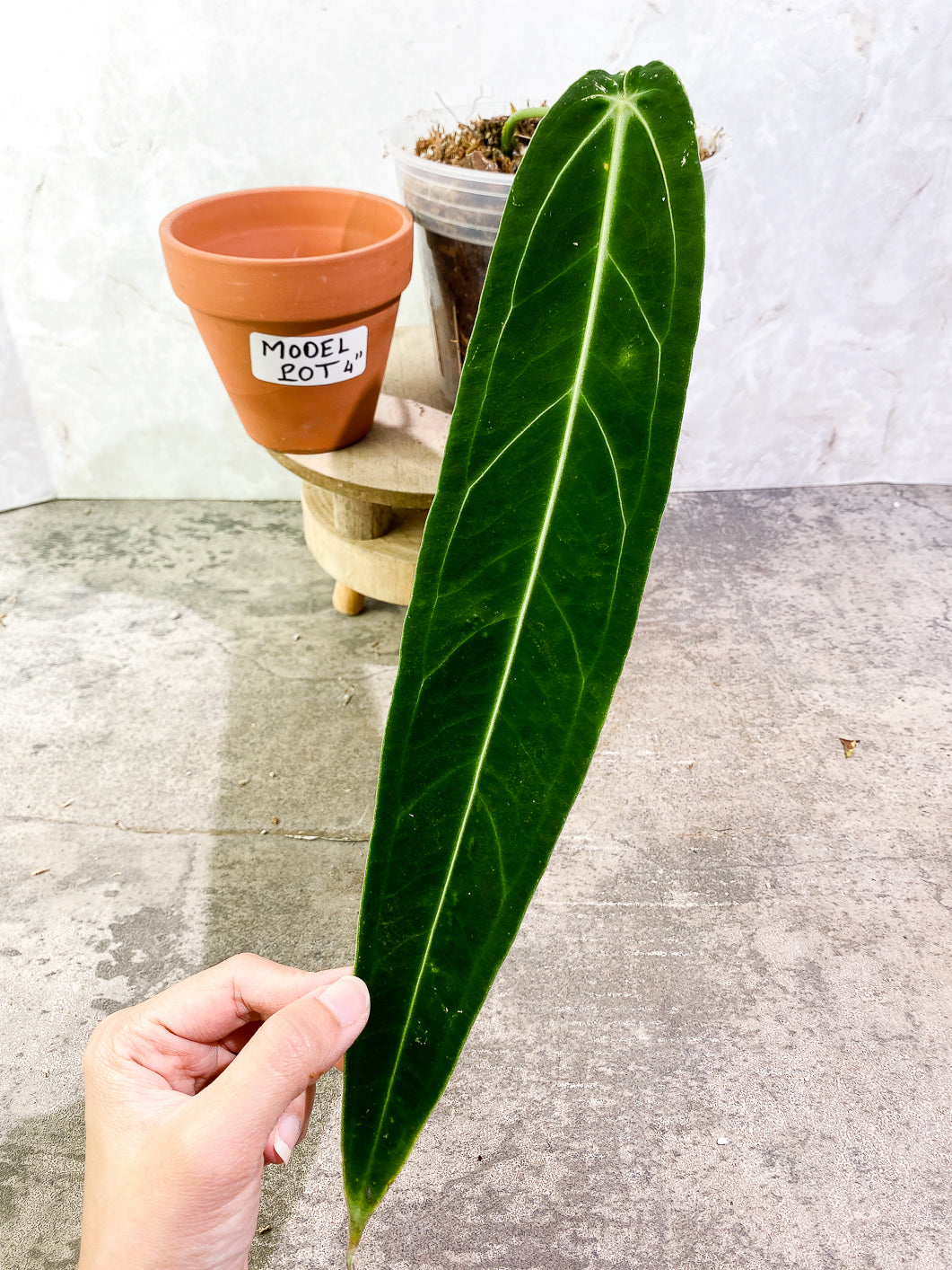 Anthurium Warocqueanum Dark super narrow  Rooted