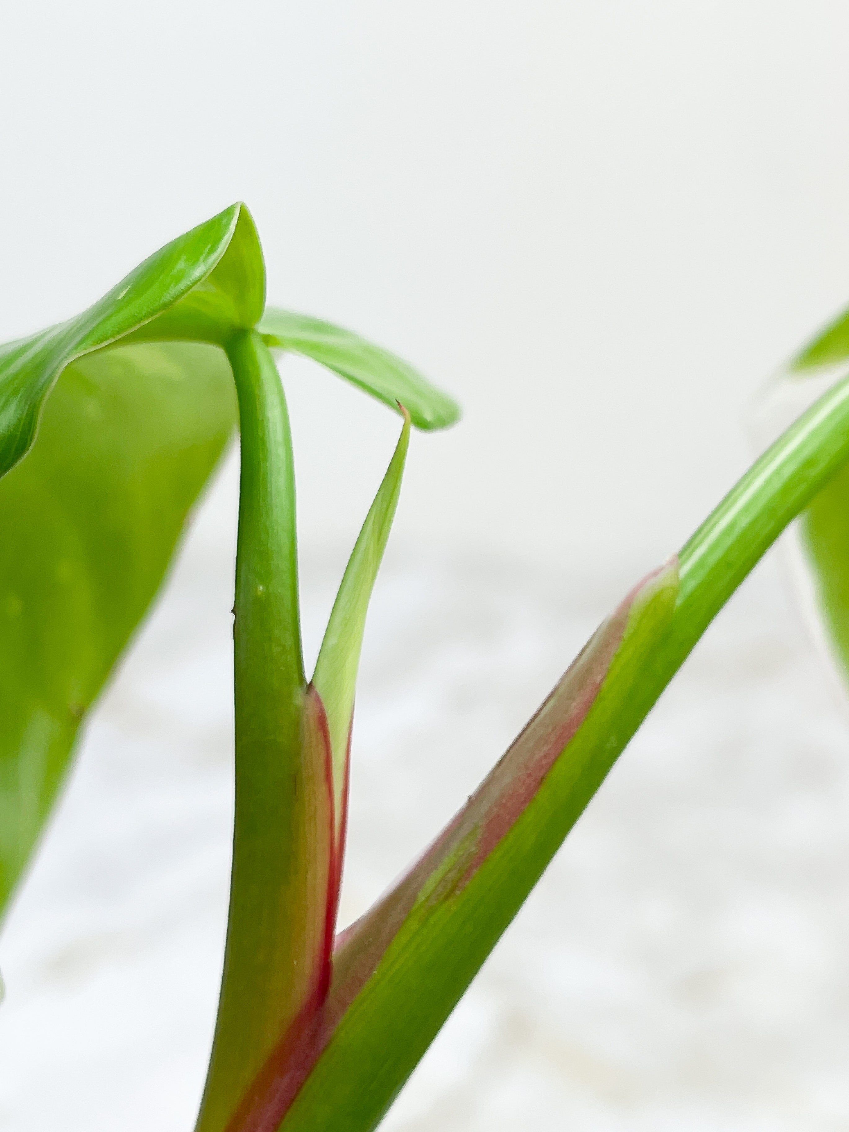 Philodendron White Princess Rooting Top cutting