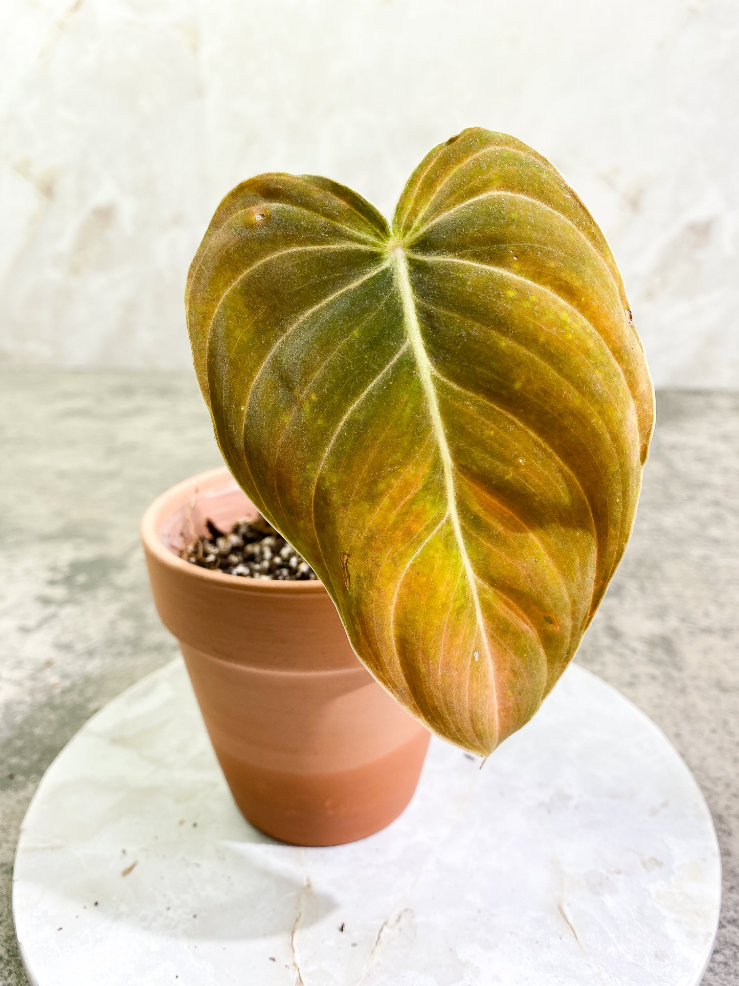 Philodendron Melanochrysum with 1 leaf and 1 sprout rooted