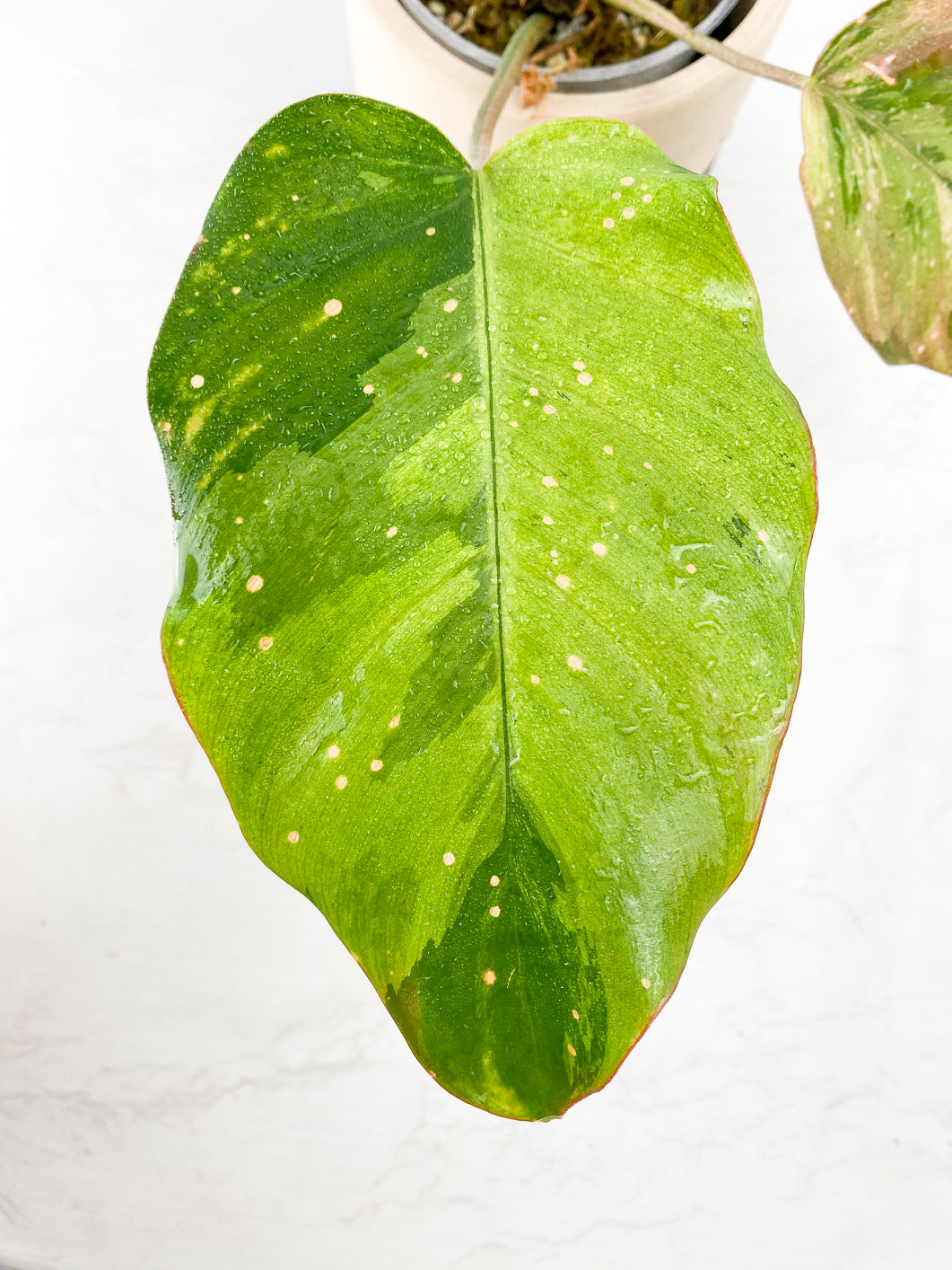 Philodendorn Snowdrifts variegated 3 leaves rooted