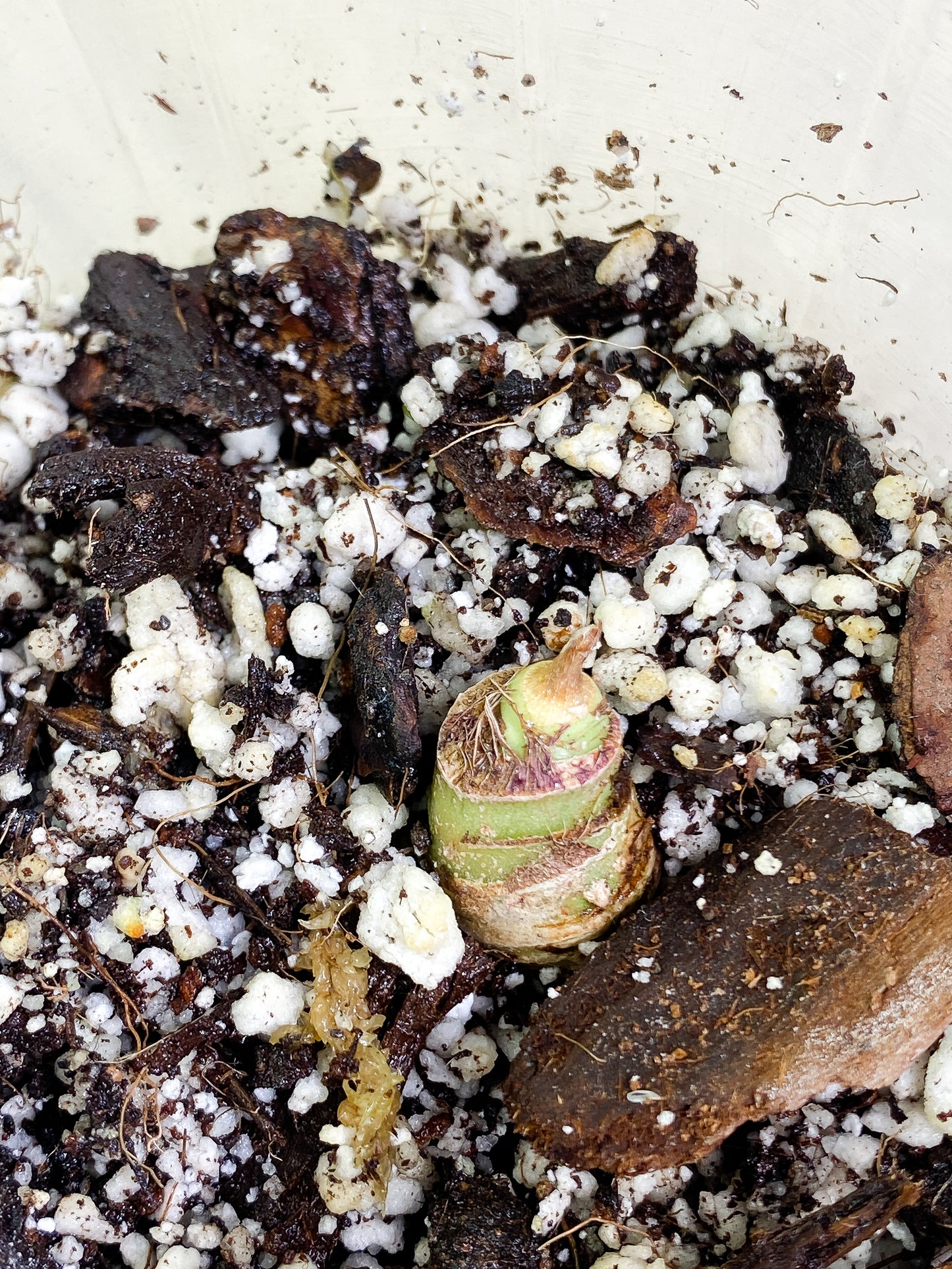 Alocasia Watsoniana sprout rooting
