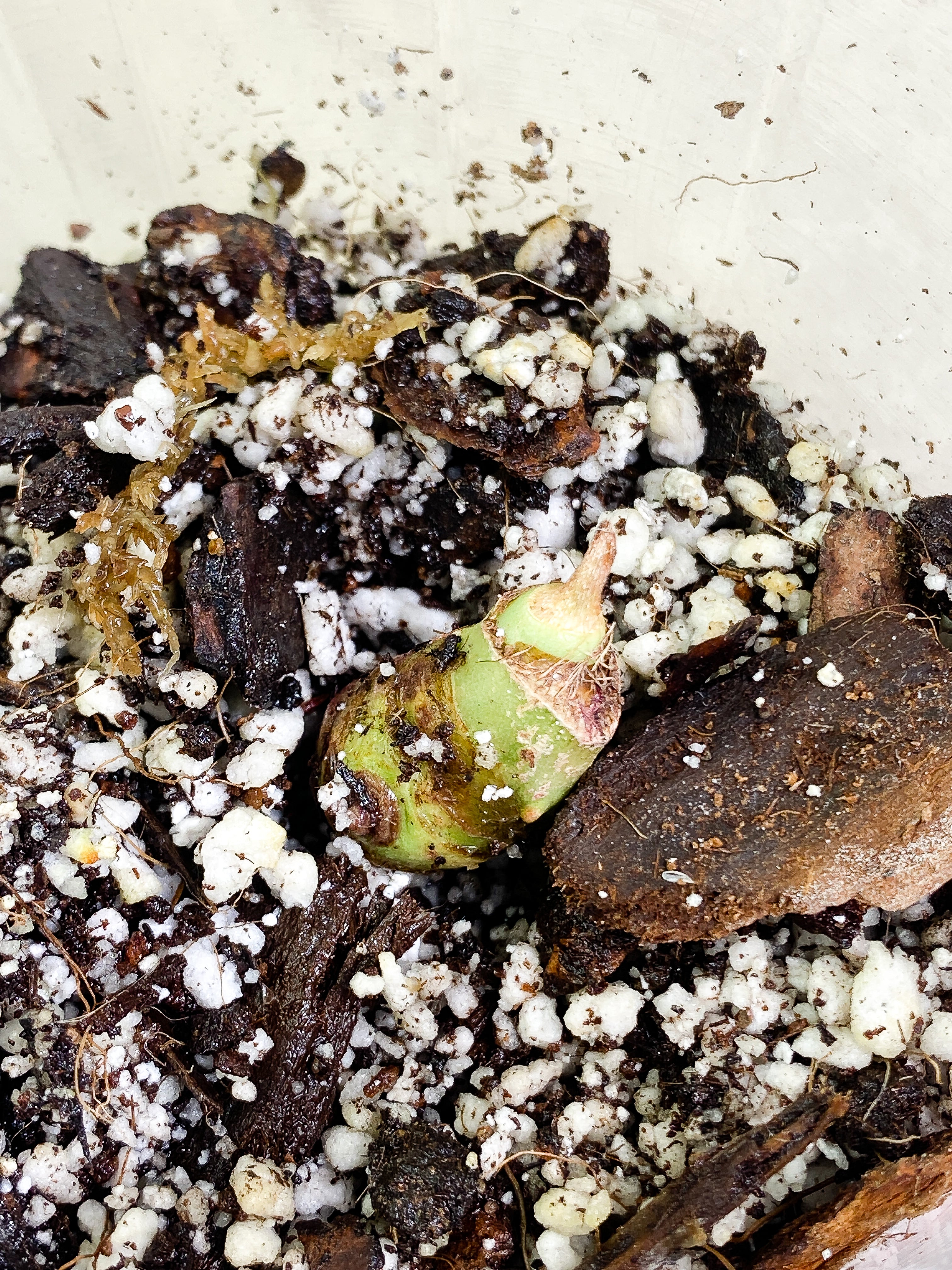 Alocasia Watsoniana sprout rooting