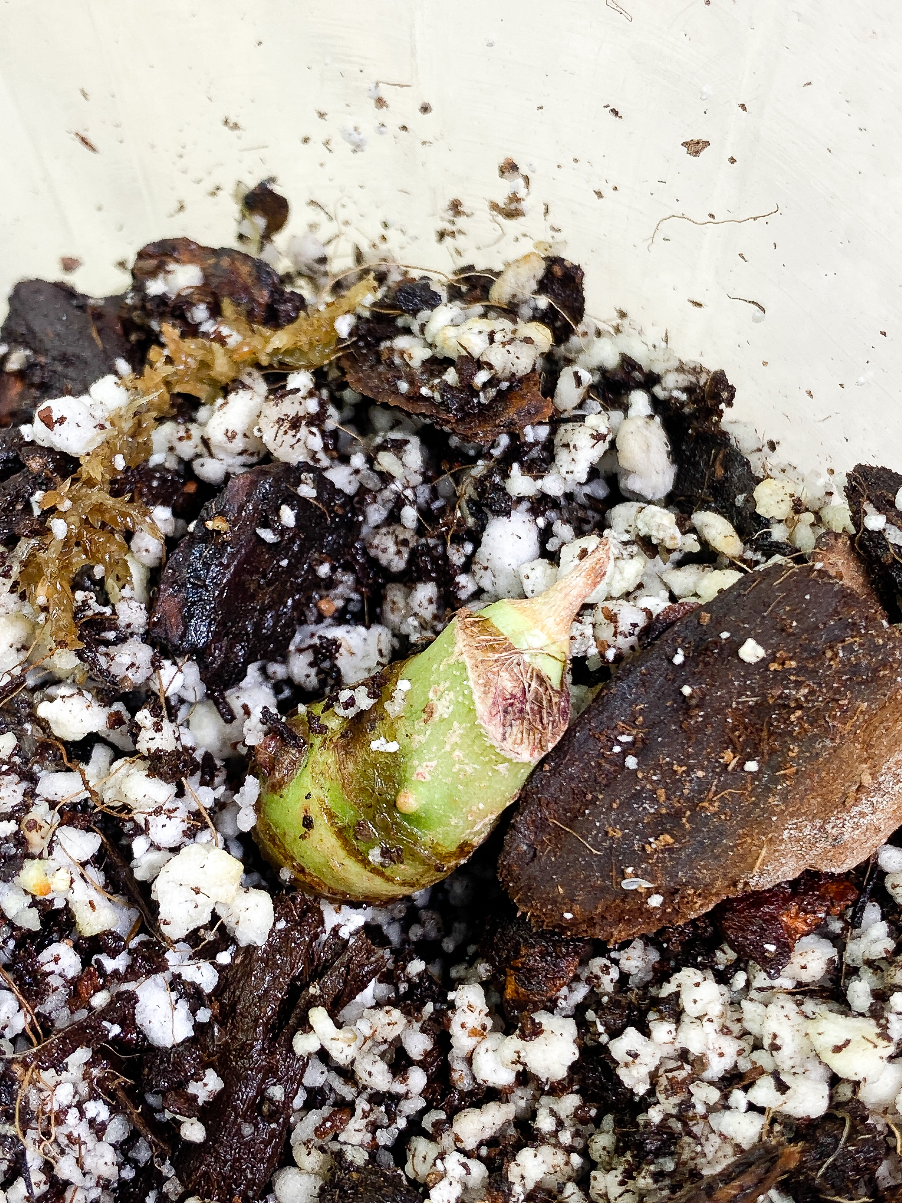 Alocasia Watsoniana sprout rooting