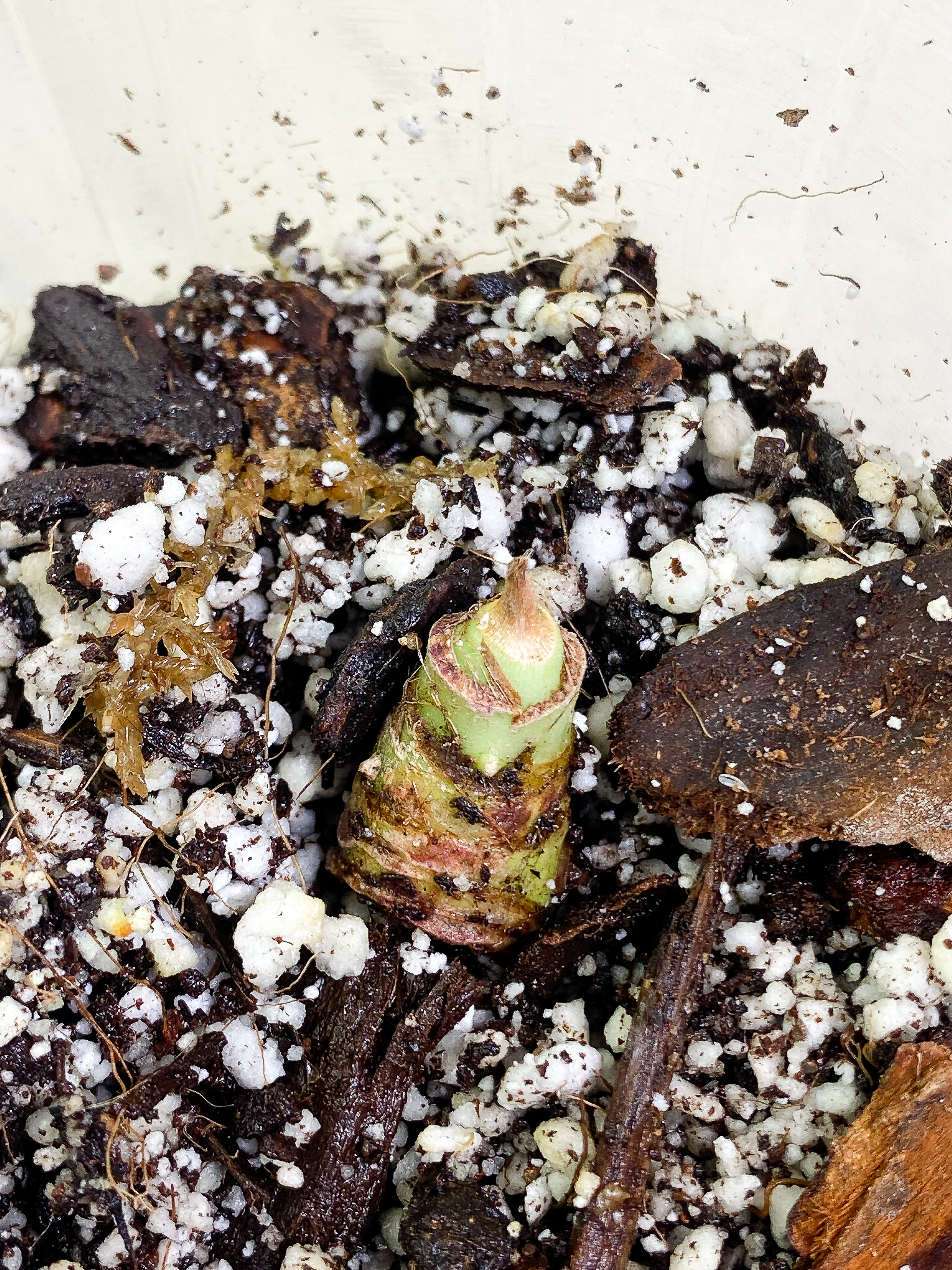 Alocasia Watsoniana sprout rooting