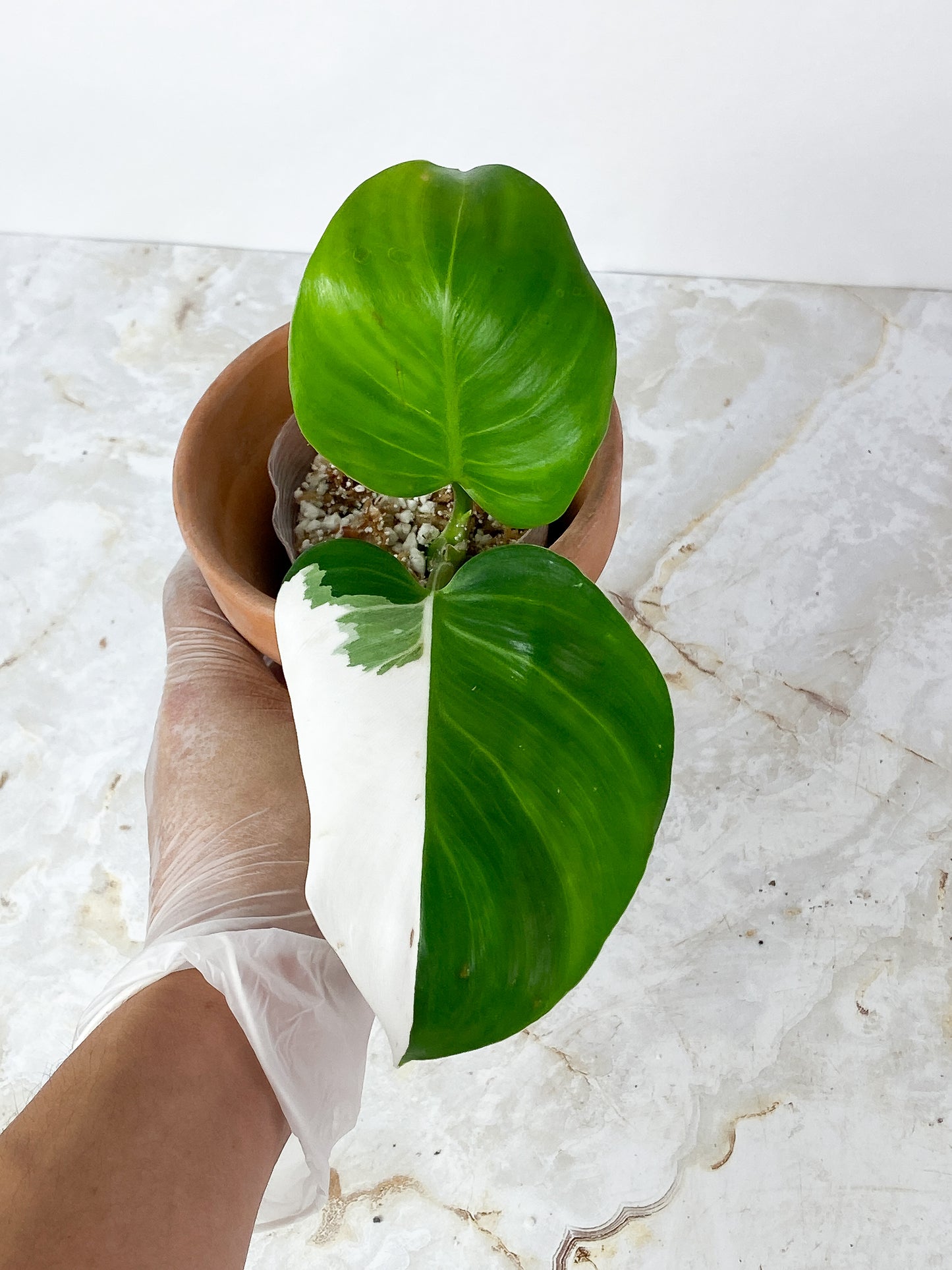 NOT FOR SALE: Philodendron White Wizard rooting