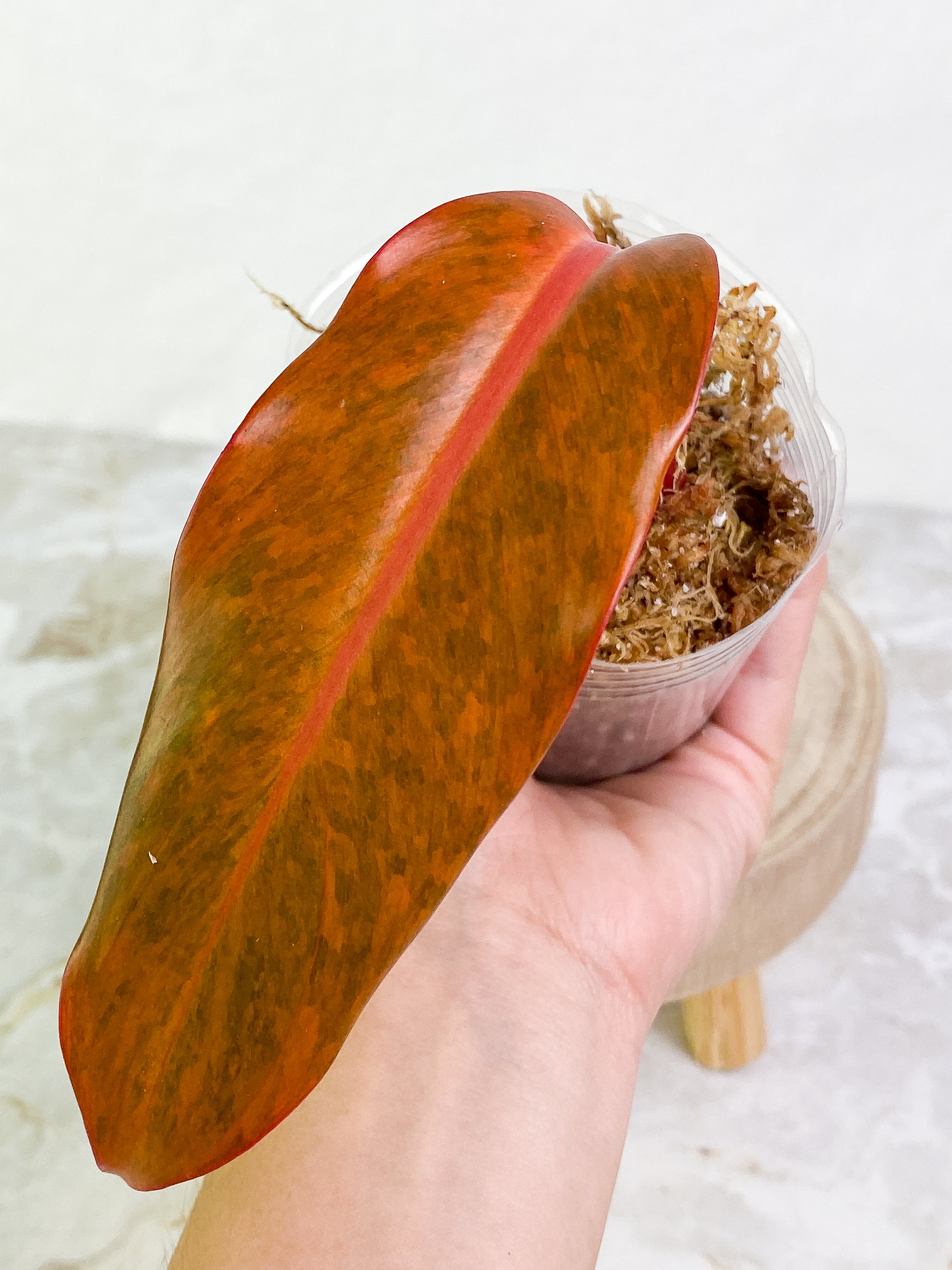 Philodendron Orange Marmalade 1 leaf Rooting top cutting