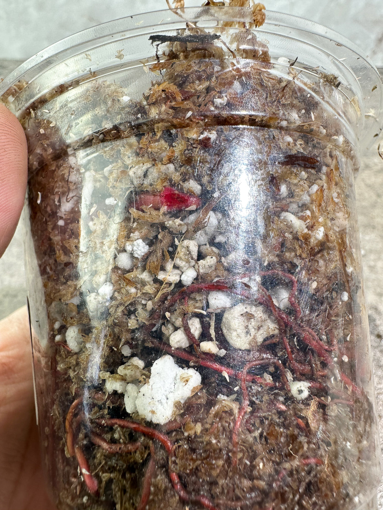 Private Sale: PHILODENDRON Strawberry Shake rooted node 1 sprout
