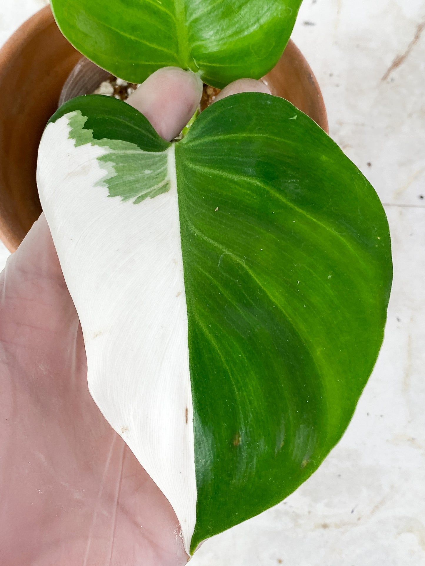 NOT FOR SALE: Philodendron White Wizard rooting