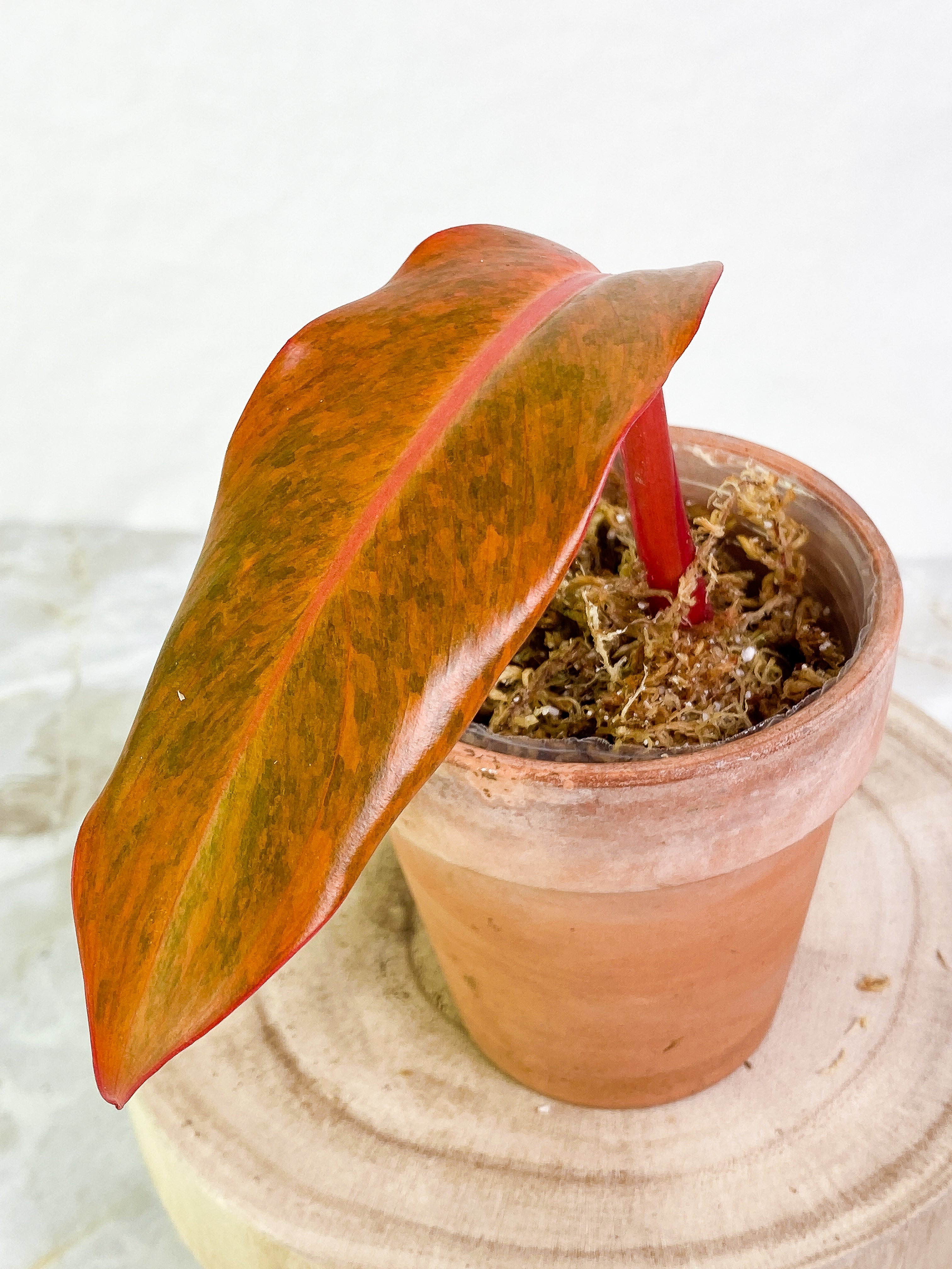 Philodendron Orange Marmalade 1 leaf Rooting top cutting