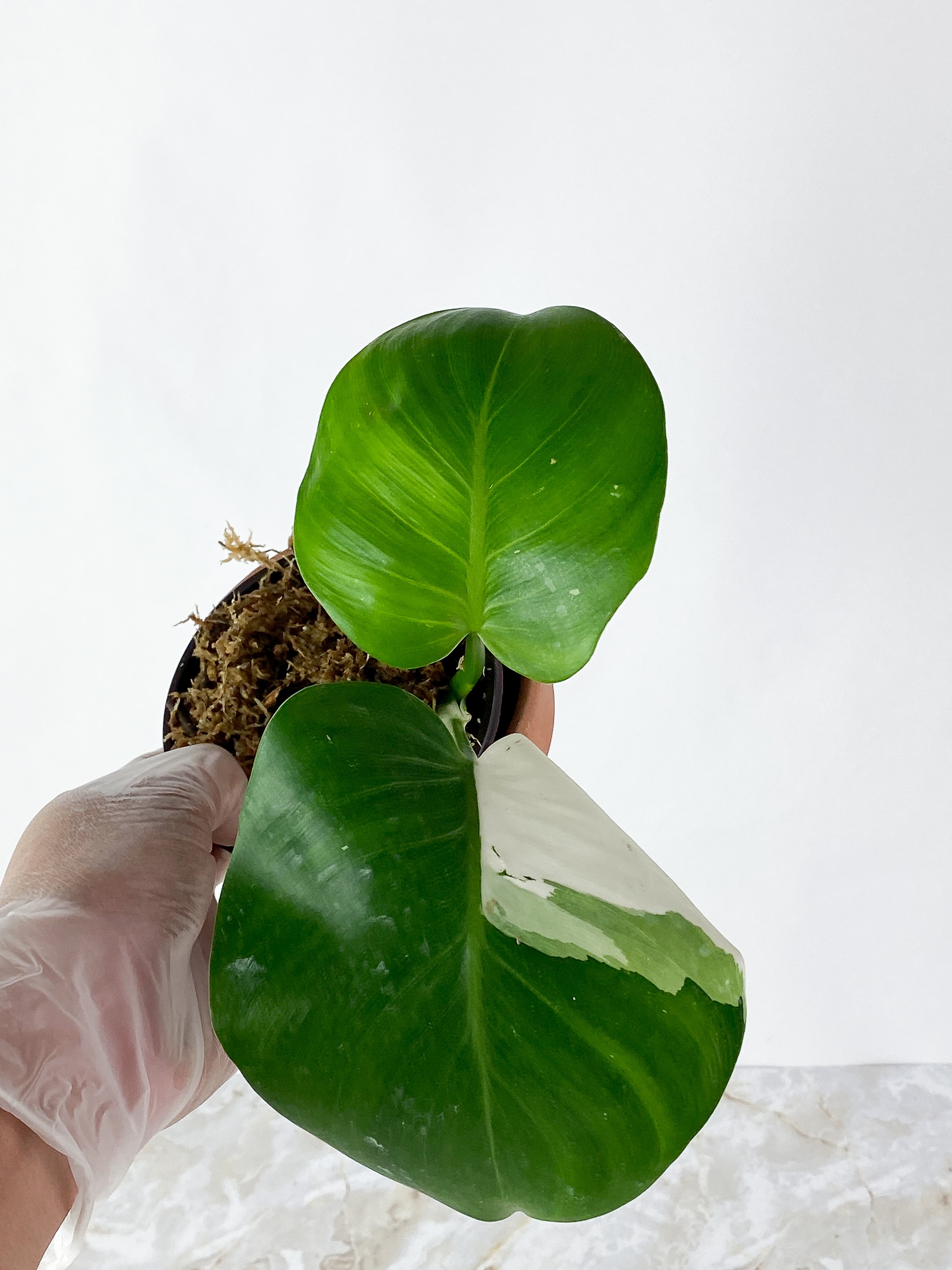 Philodendron White Wizard Rooted 2 leaves 1 sprout Top Cutting