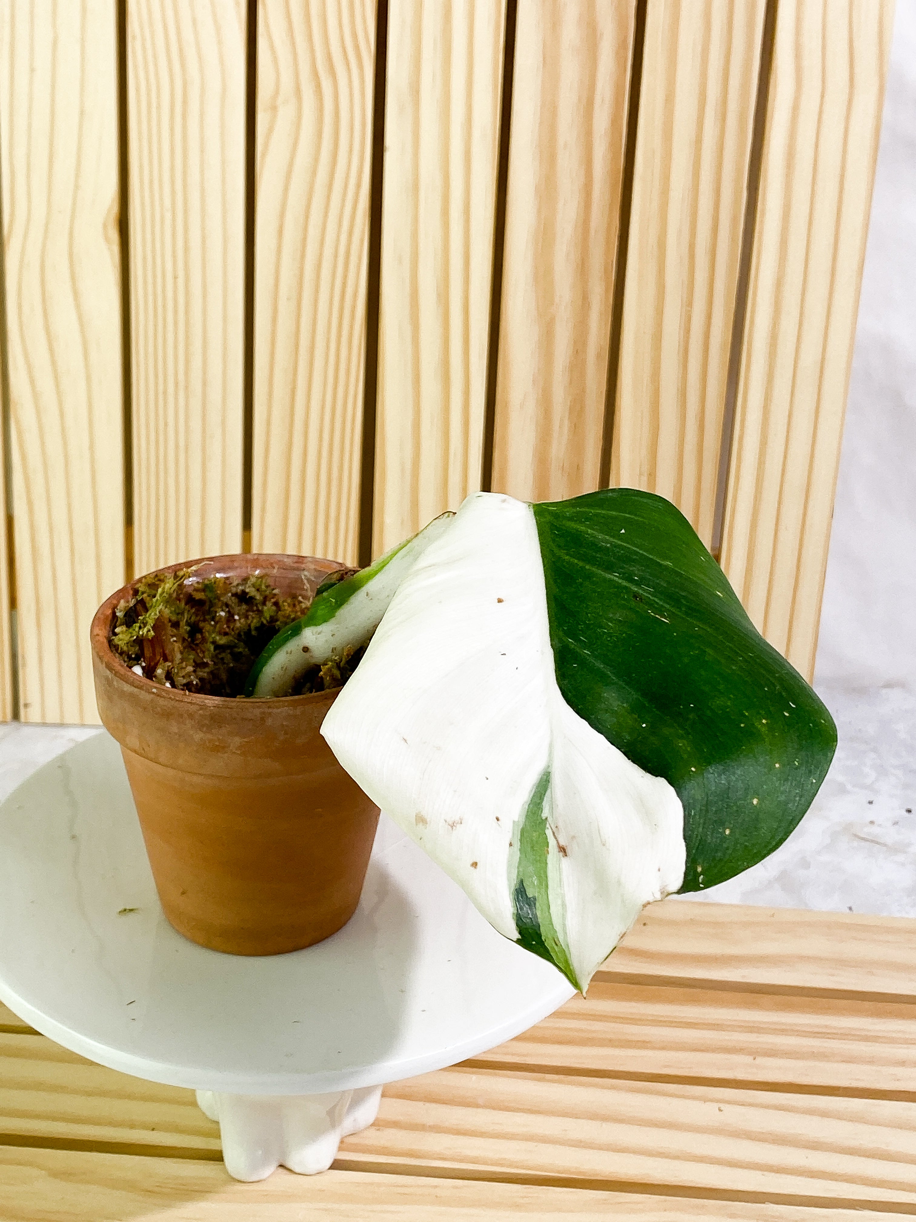 Philodendron White Wizard Rooted 1 leaf 1 sprout double node
