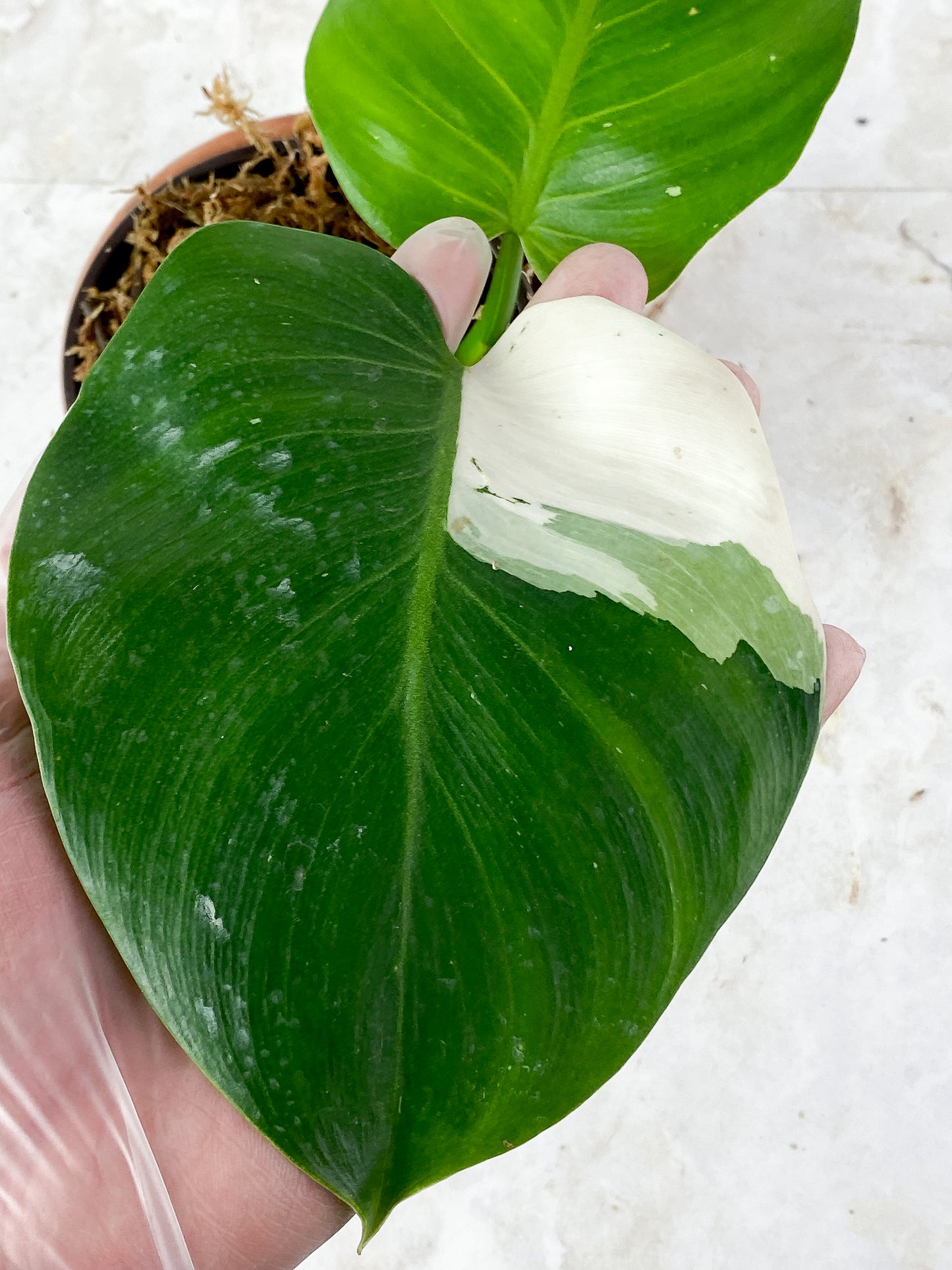 Philodendron White Wizard Rooted 2 leaves 1 sprout Top Cutting
