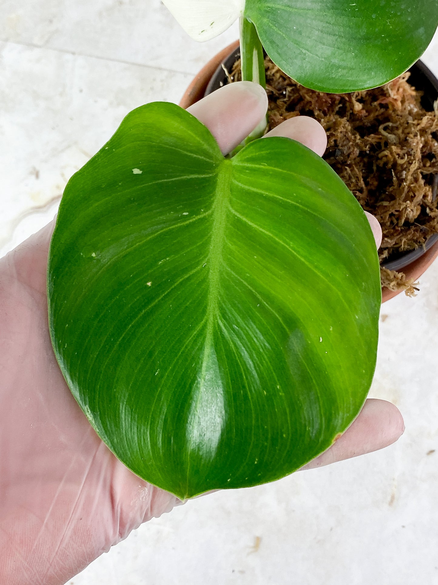Philodendron White Wizard Rooted 2 leaves 1 sprout Top Cutting