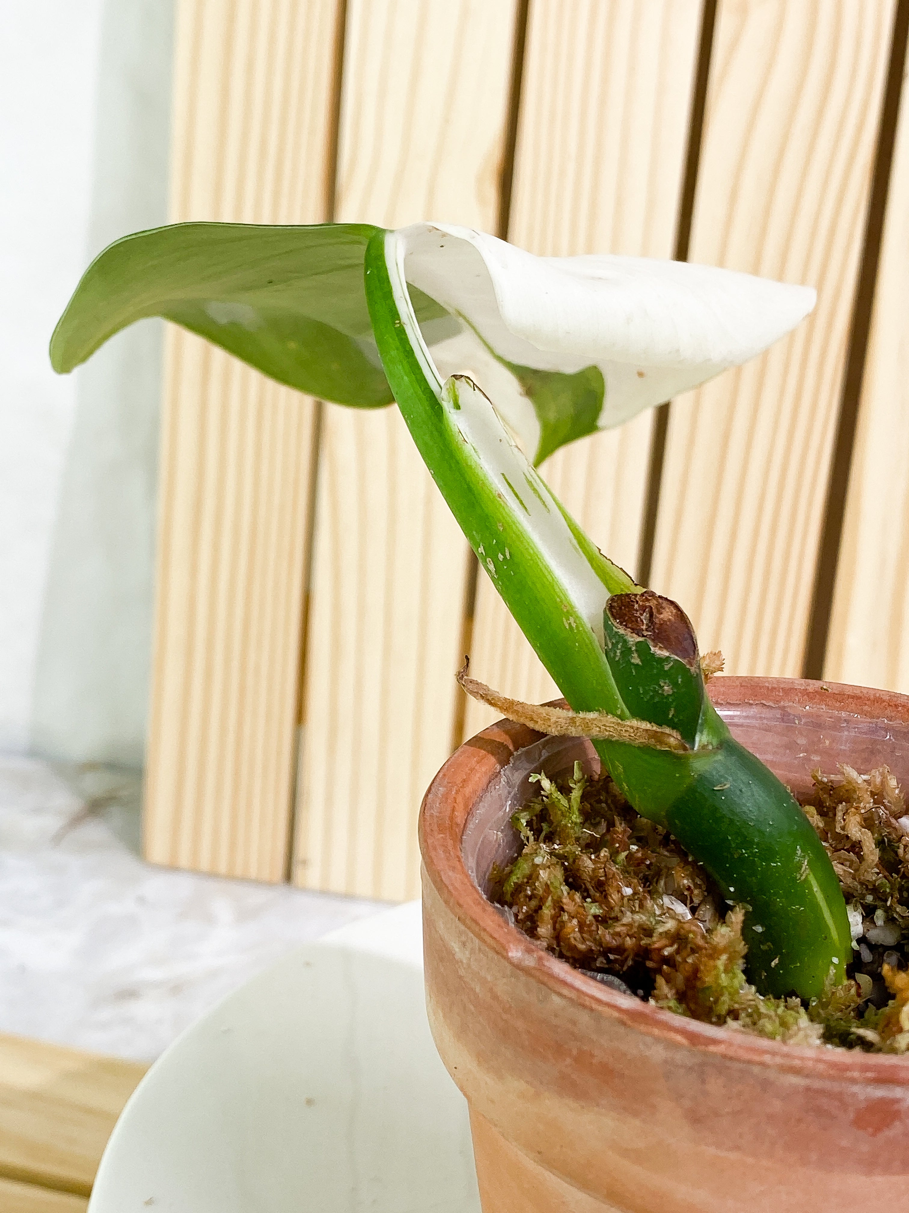 Philodendron White Wizard Rooted 1 leaf 1 sprout double node