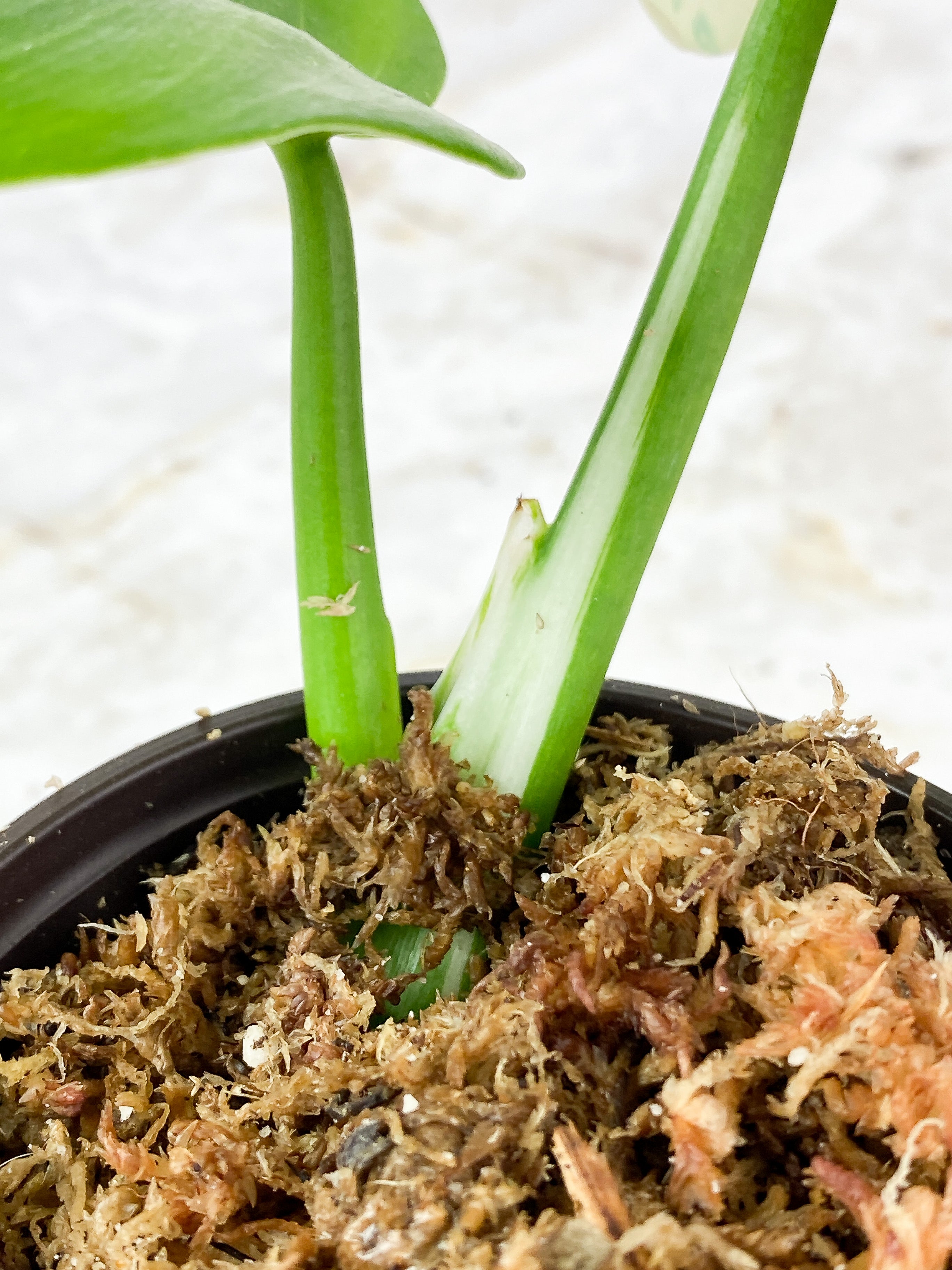 Philodendron White Wizard Rooted 2 leaves 1 sprout Top Cutting