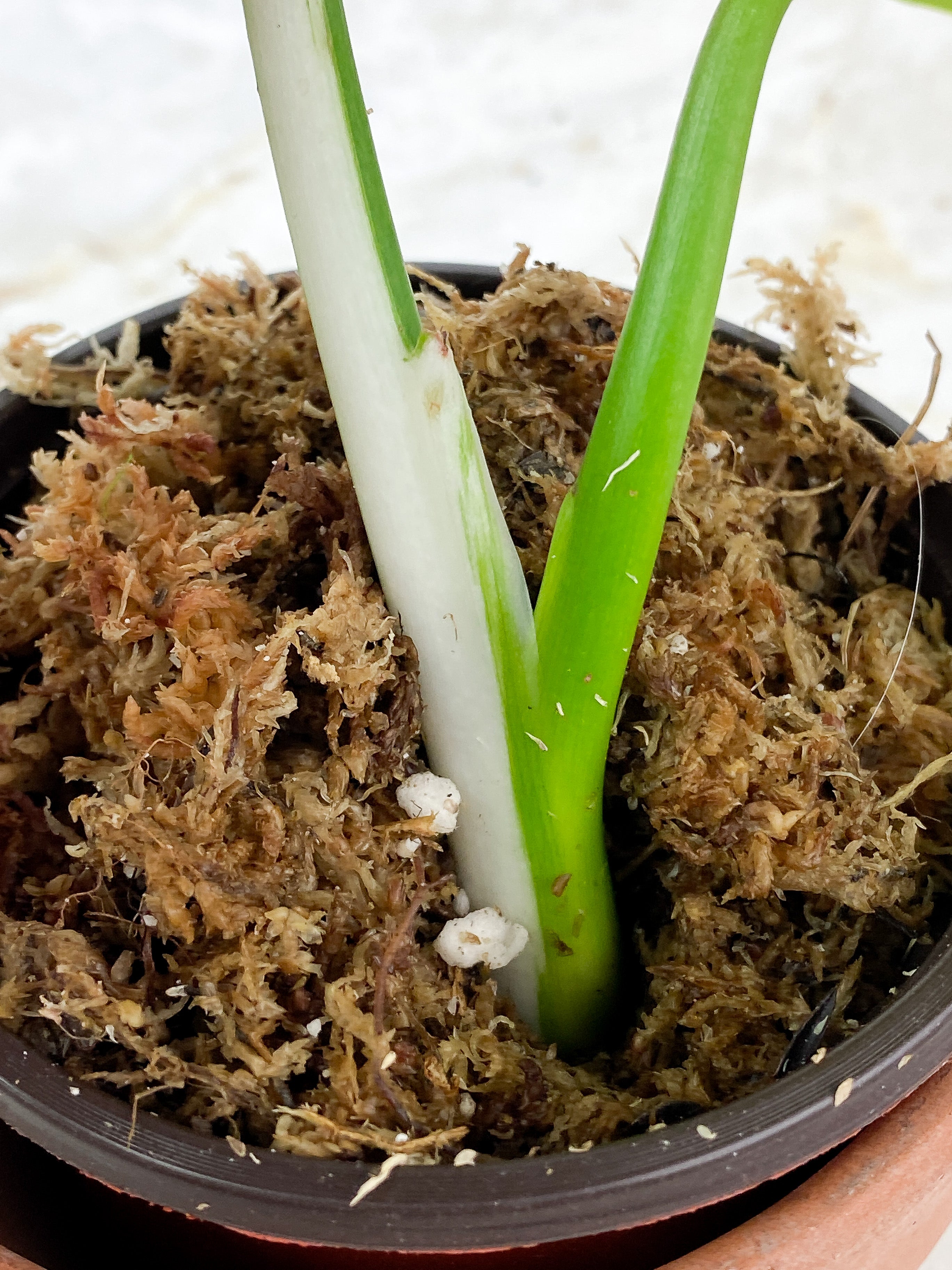 Philodendron White Wizard Rooted 2 leaves 1 sprout Top Cutting