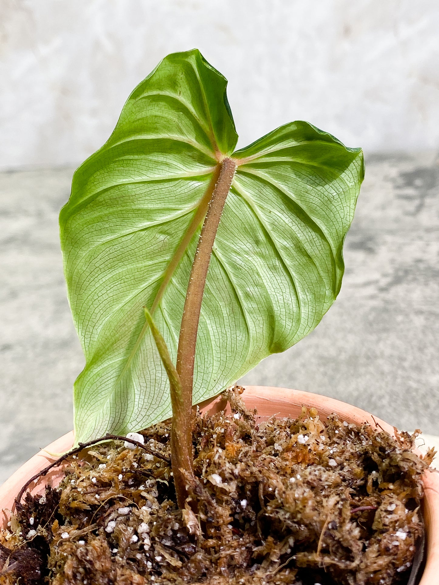 philodendron Verrucosum San Miguel cutting 1 leaf and 1 sprout Slightly Rooted