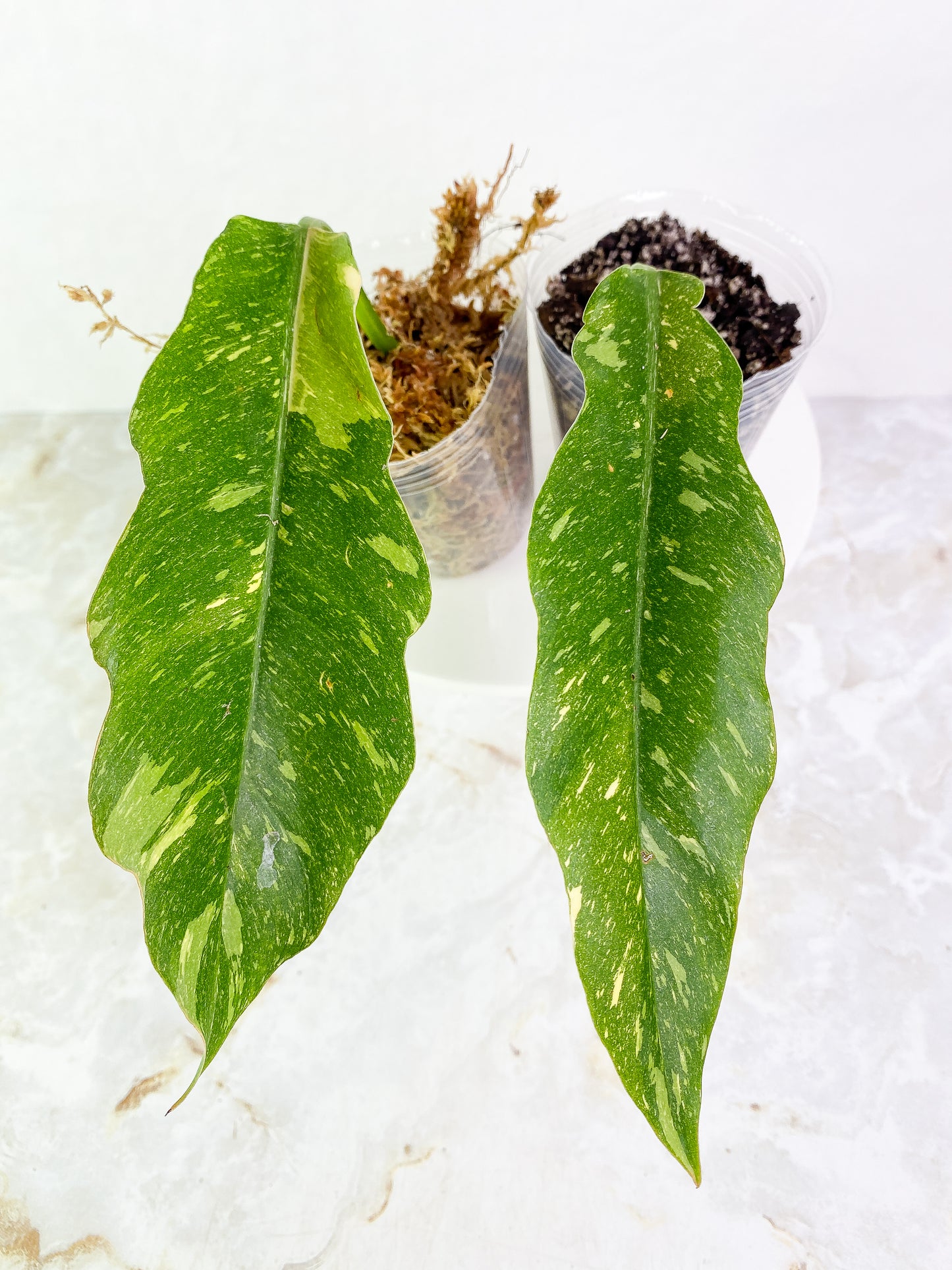 Grower Choice: Philodendron Ring of Fire 1 leaf Slightly Rooted
