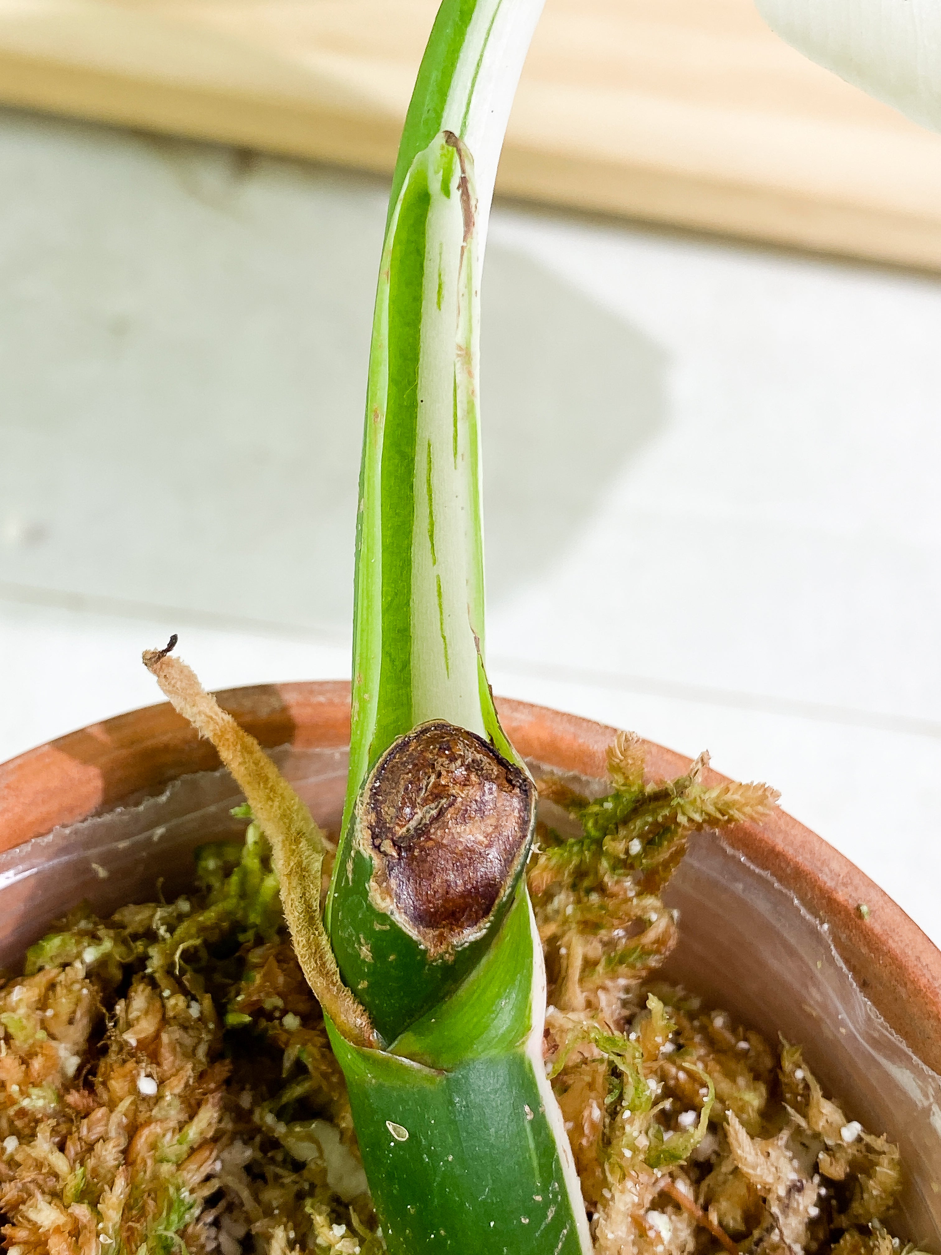 Philodendron White Wizard Rooted 1 leaf 1 sprout double node