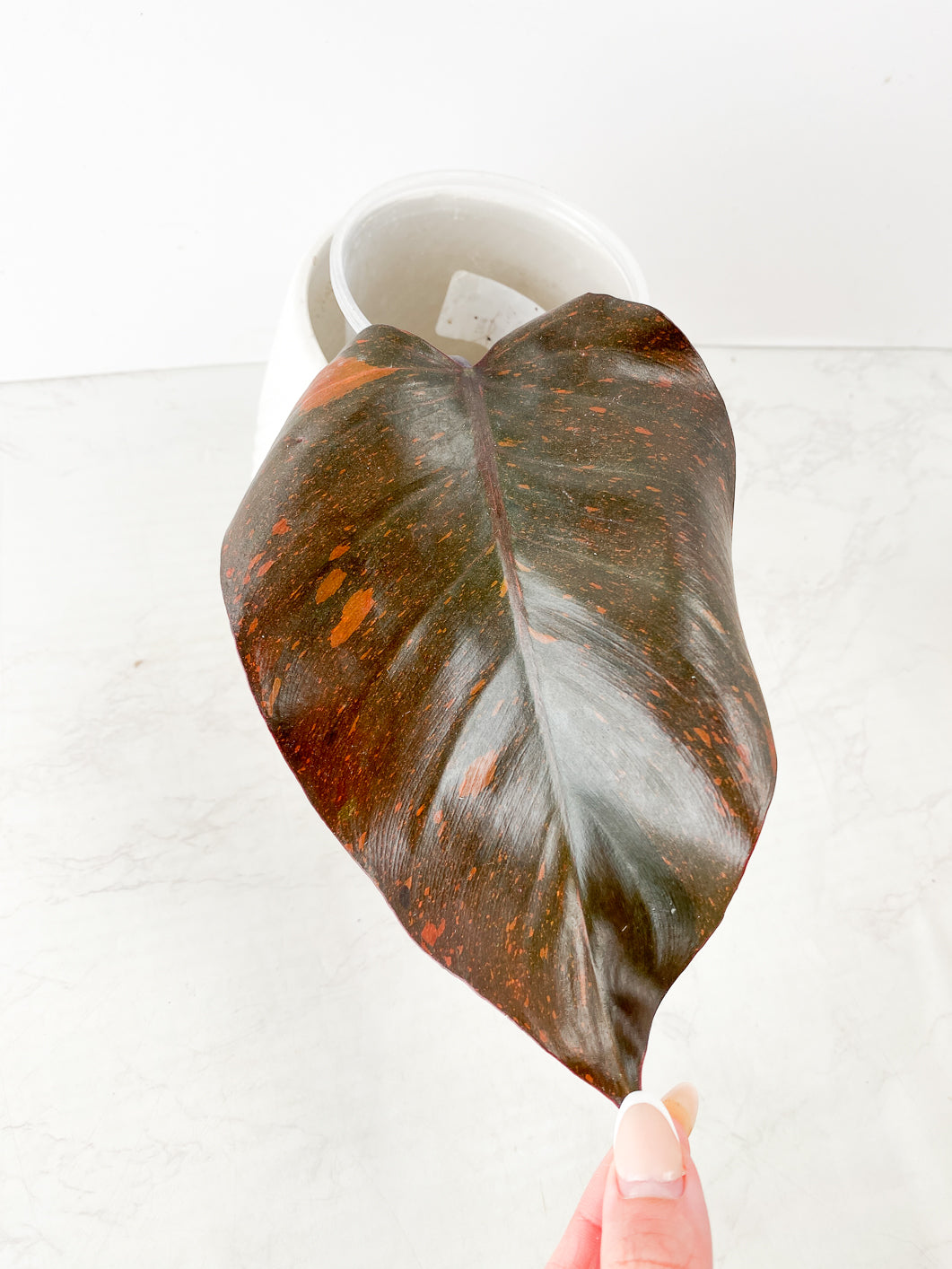 Philodendron Orange Princess variegated 1 leaf 1 sprout rooting