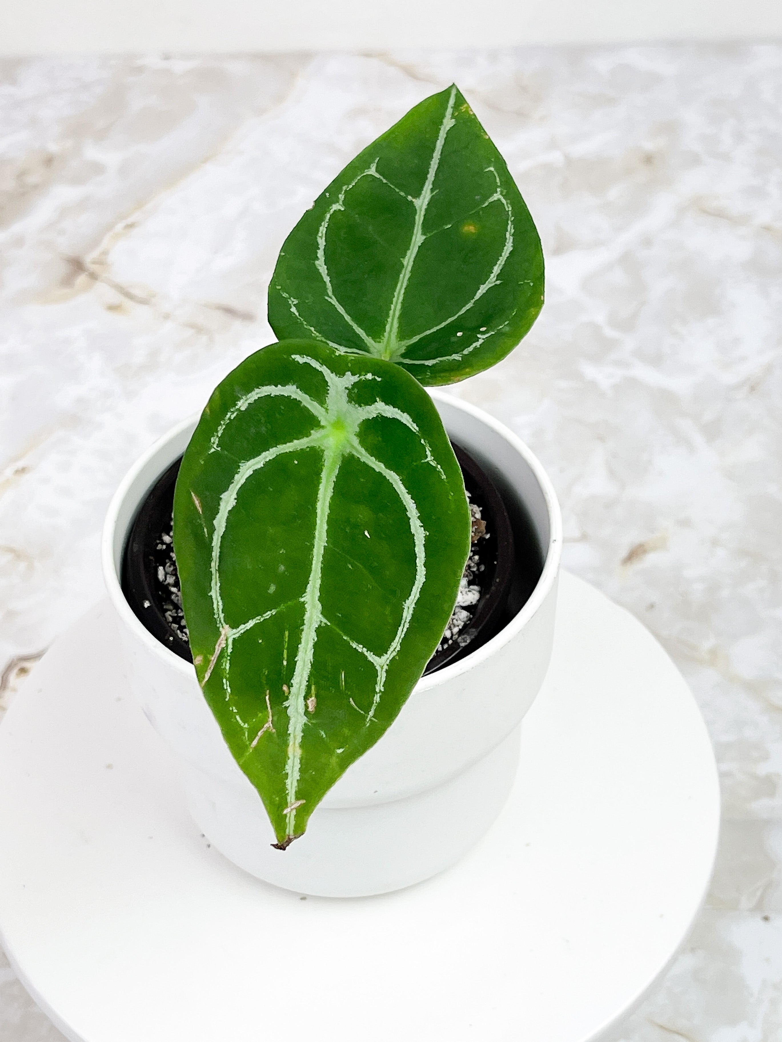 Anthurium Forgetii rooted