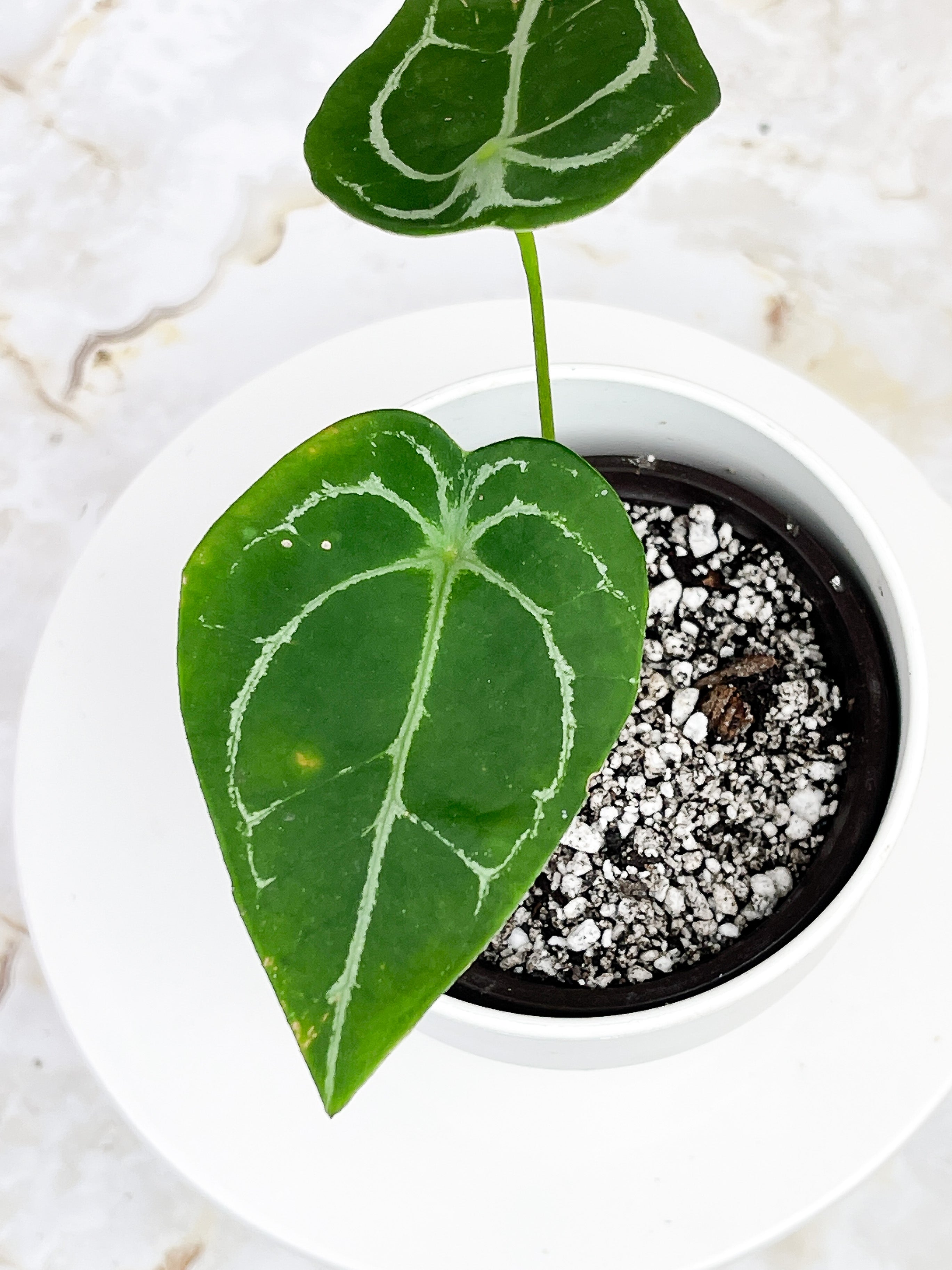 Anthurium Forgetii rooted