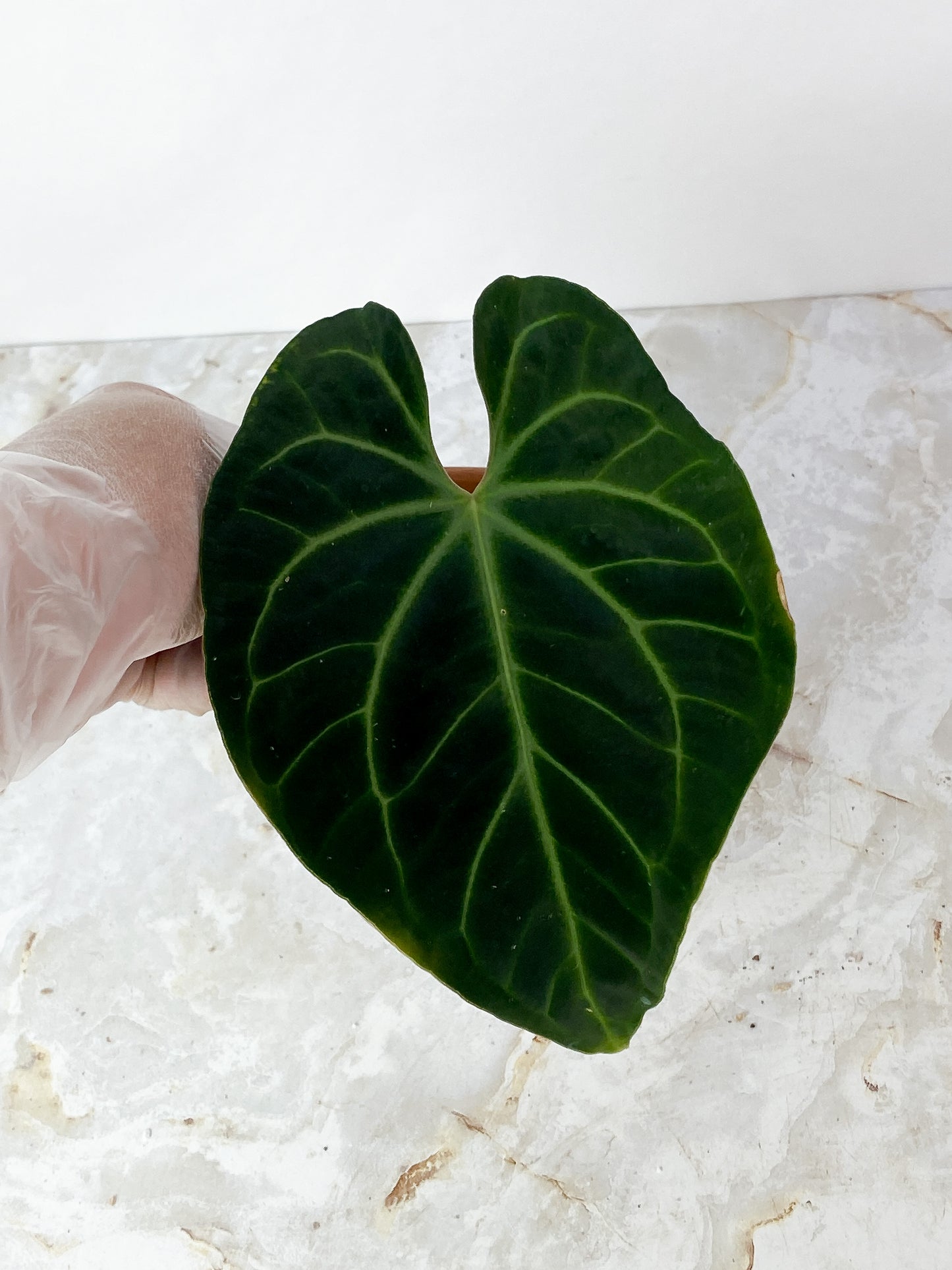 Anthurium Bessae Rooted 1 leaf 1 sprout