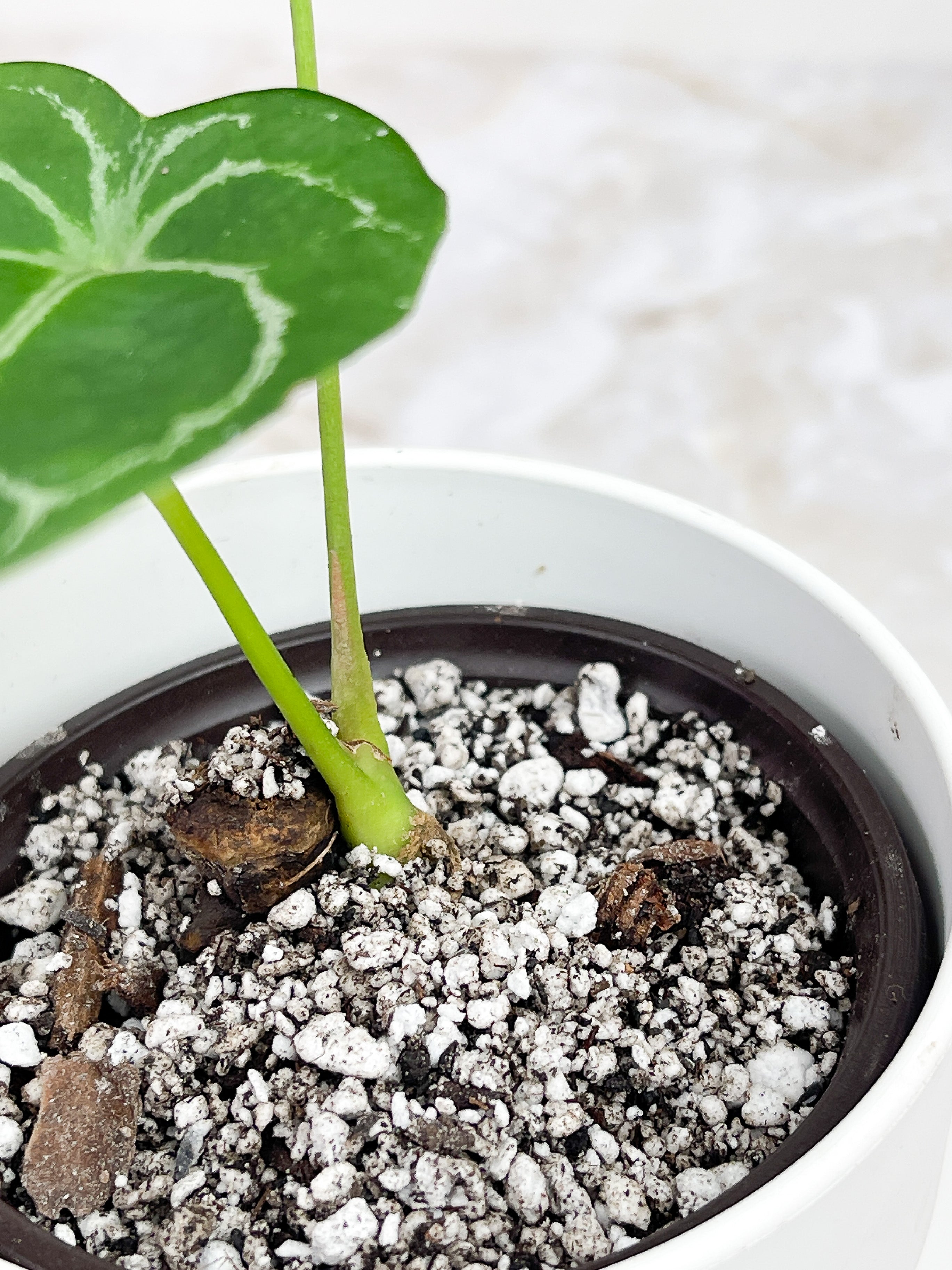 Anthurium Forgetii rooted