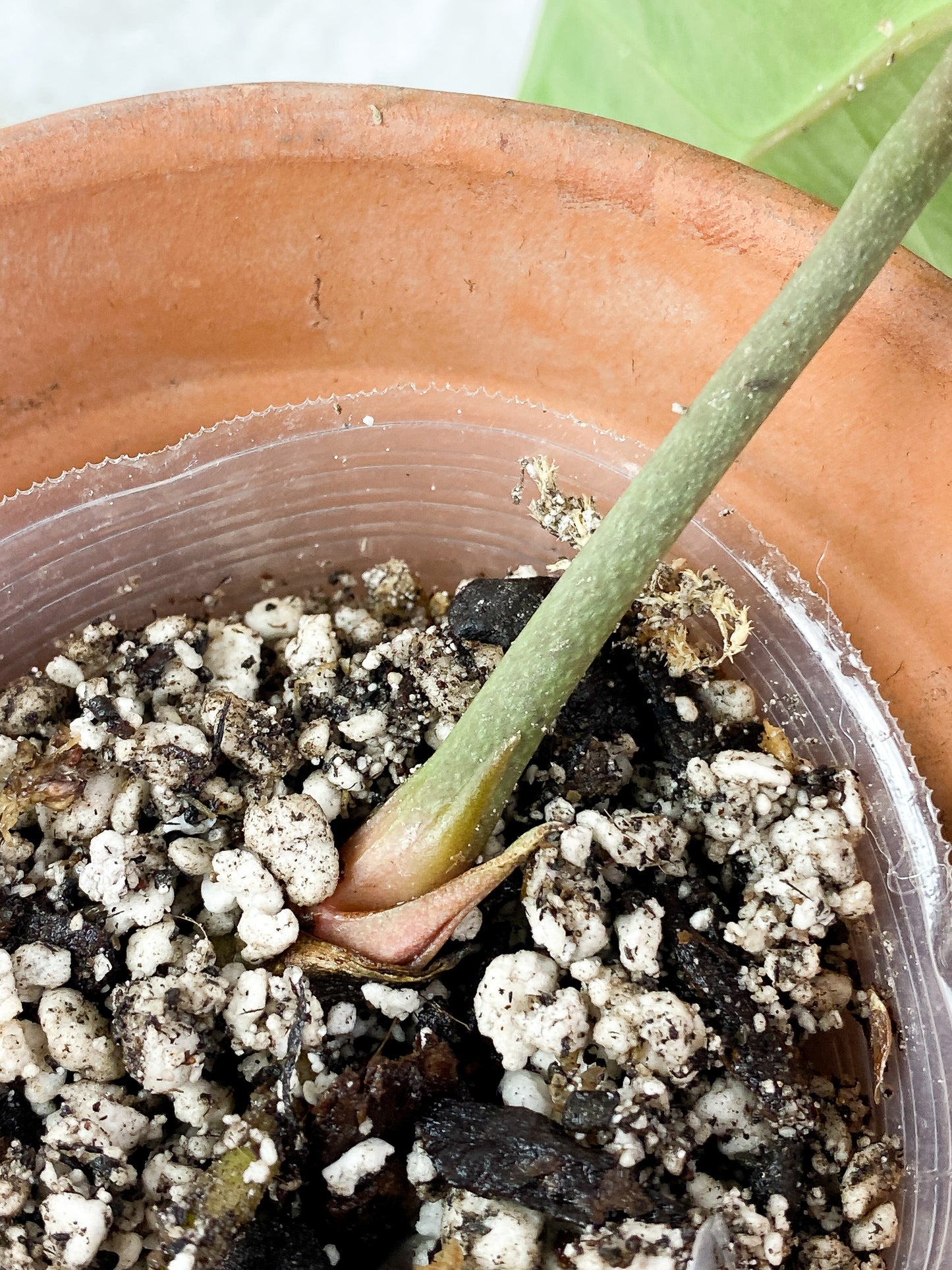 Anthurium Bessae Rooted 1 leaf 1 sprout