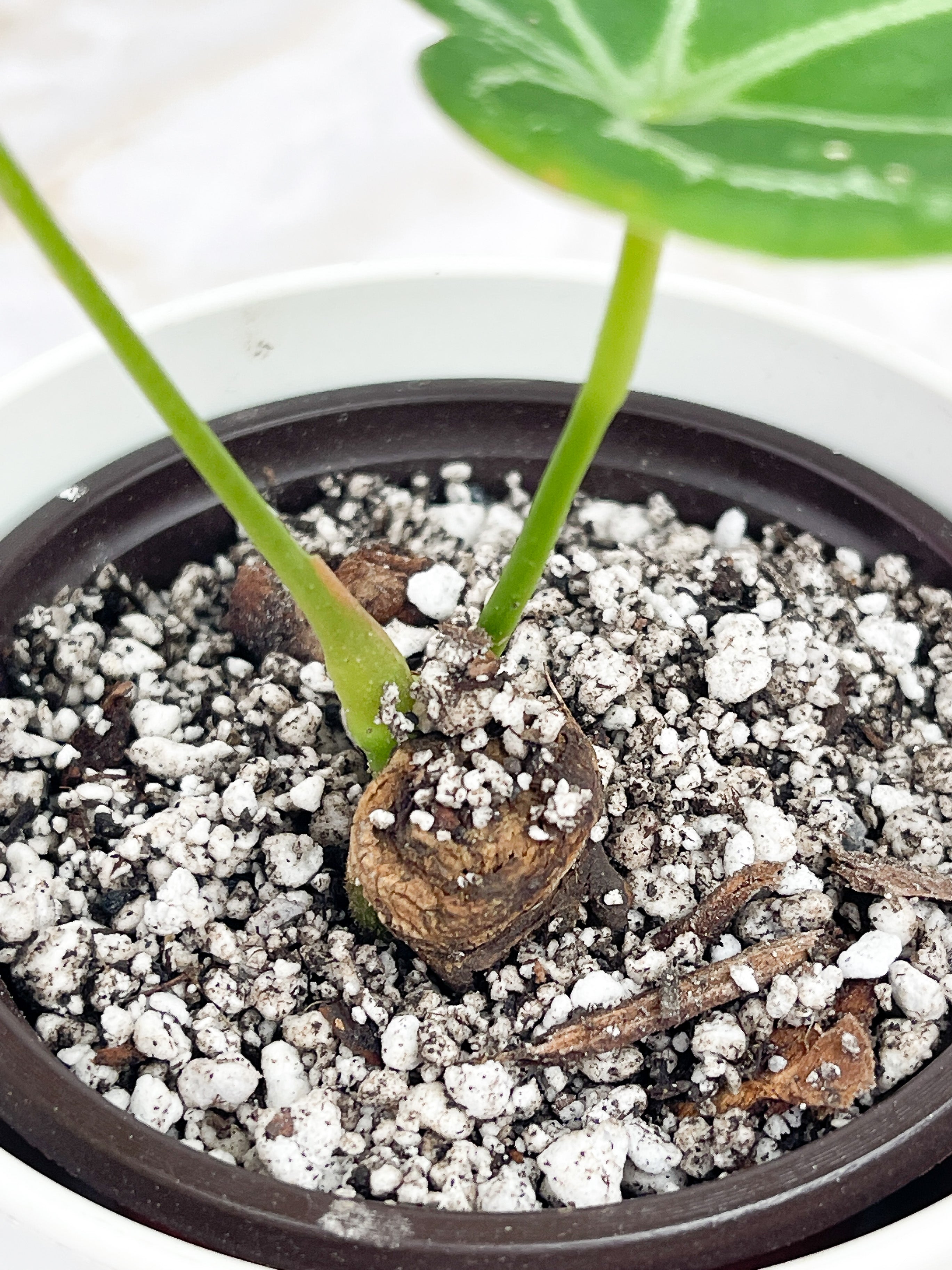 Anthurium Forgetii rooted