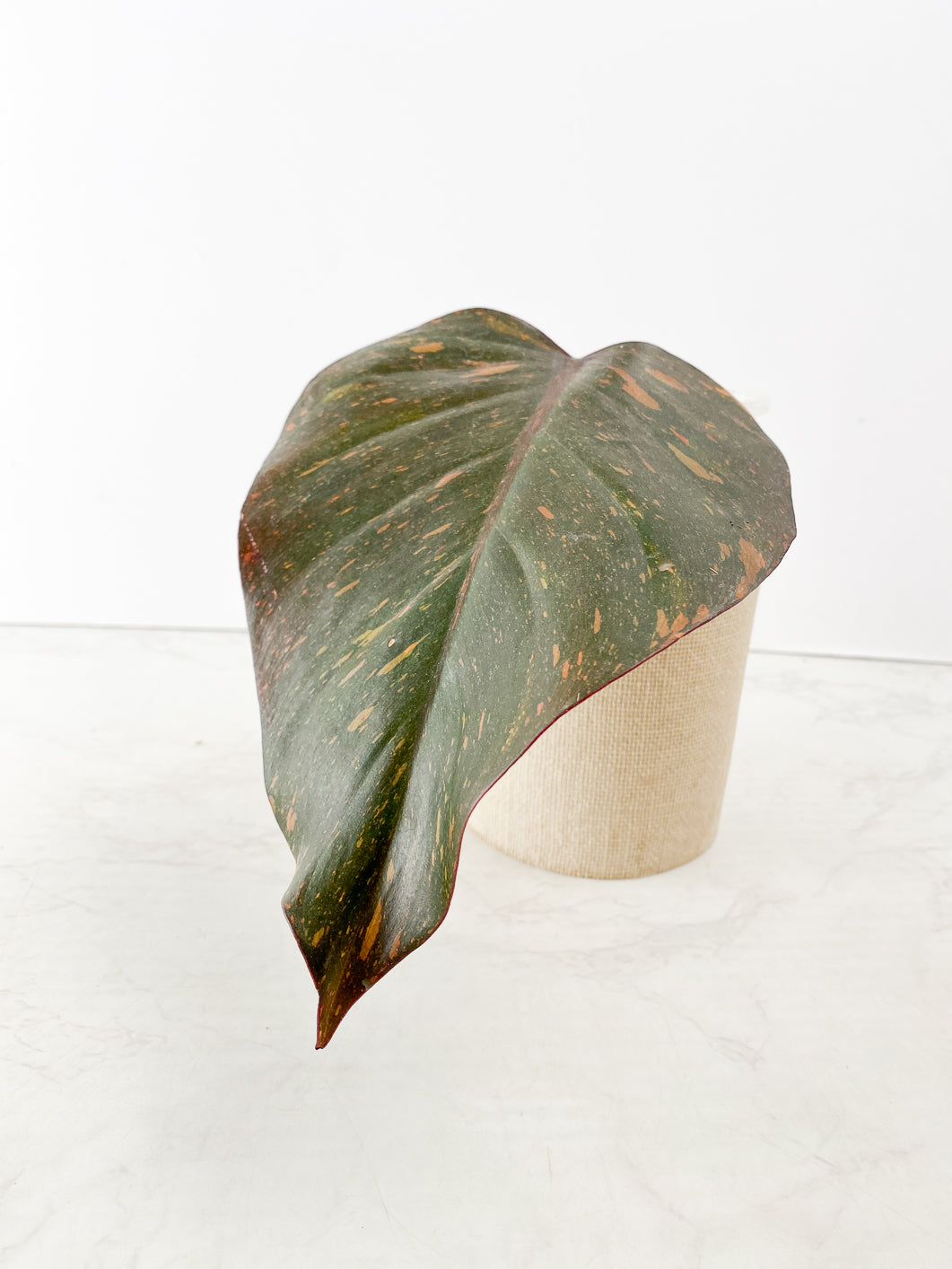 Philodendron Orange Princess variegated 1 leaf rooting