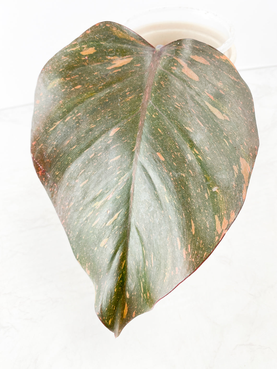 Philodendron Orange Princess variegated 1 leaf rooting