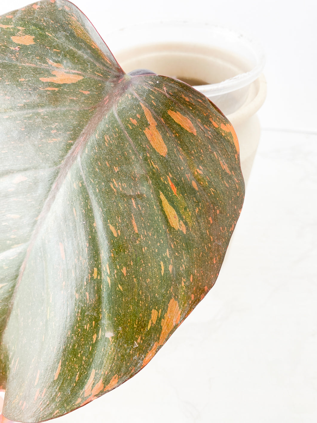 Philodendron Orange Princess variegated 1 leaf rooting