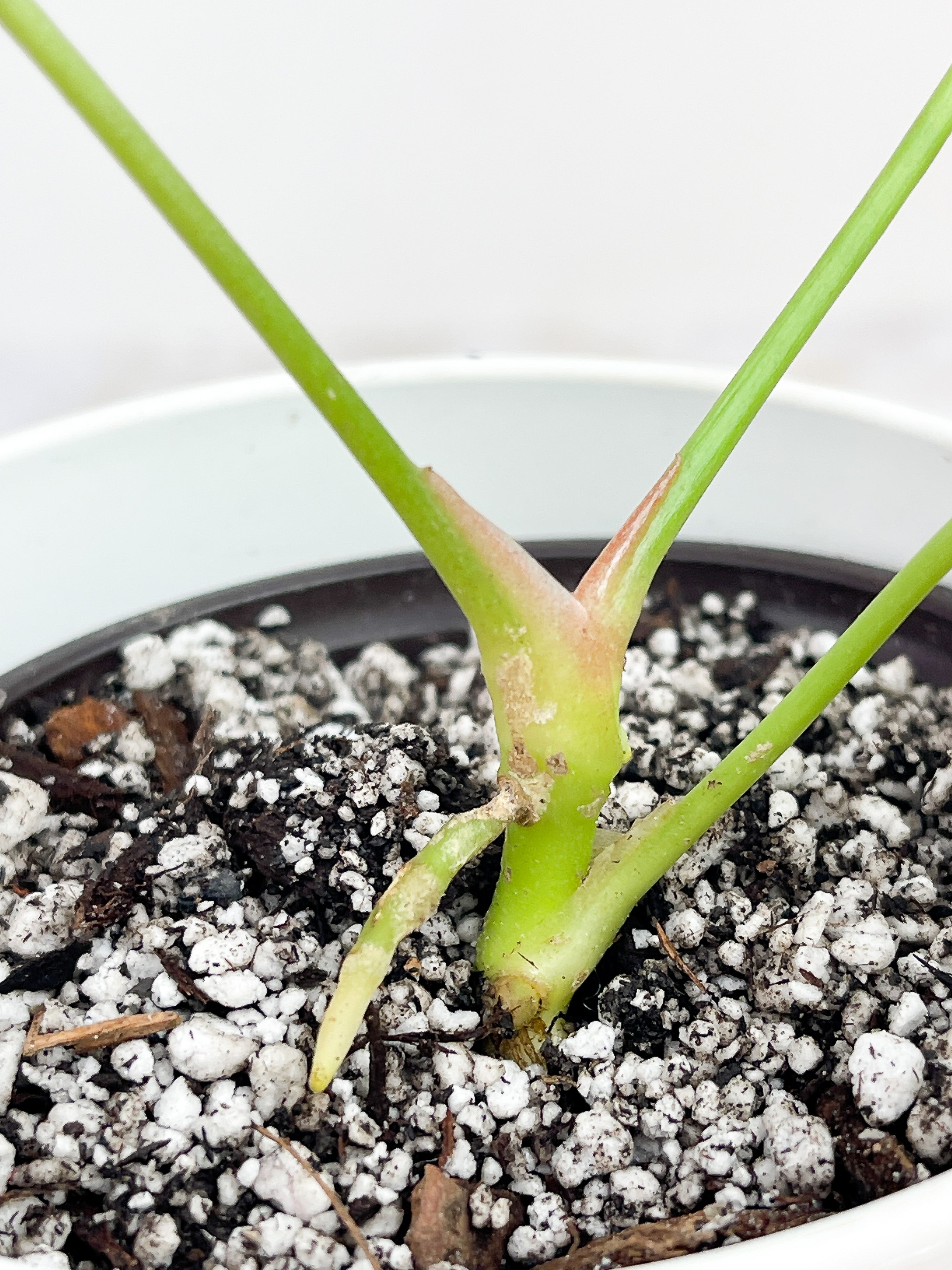 Anthurium Forgetii rooted