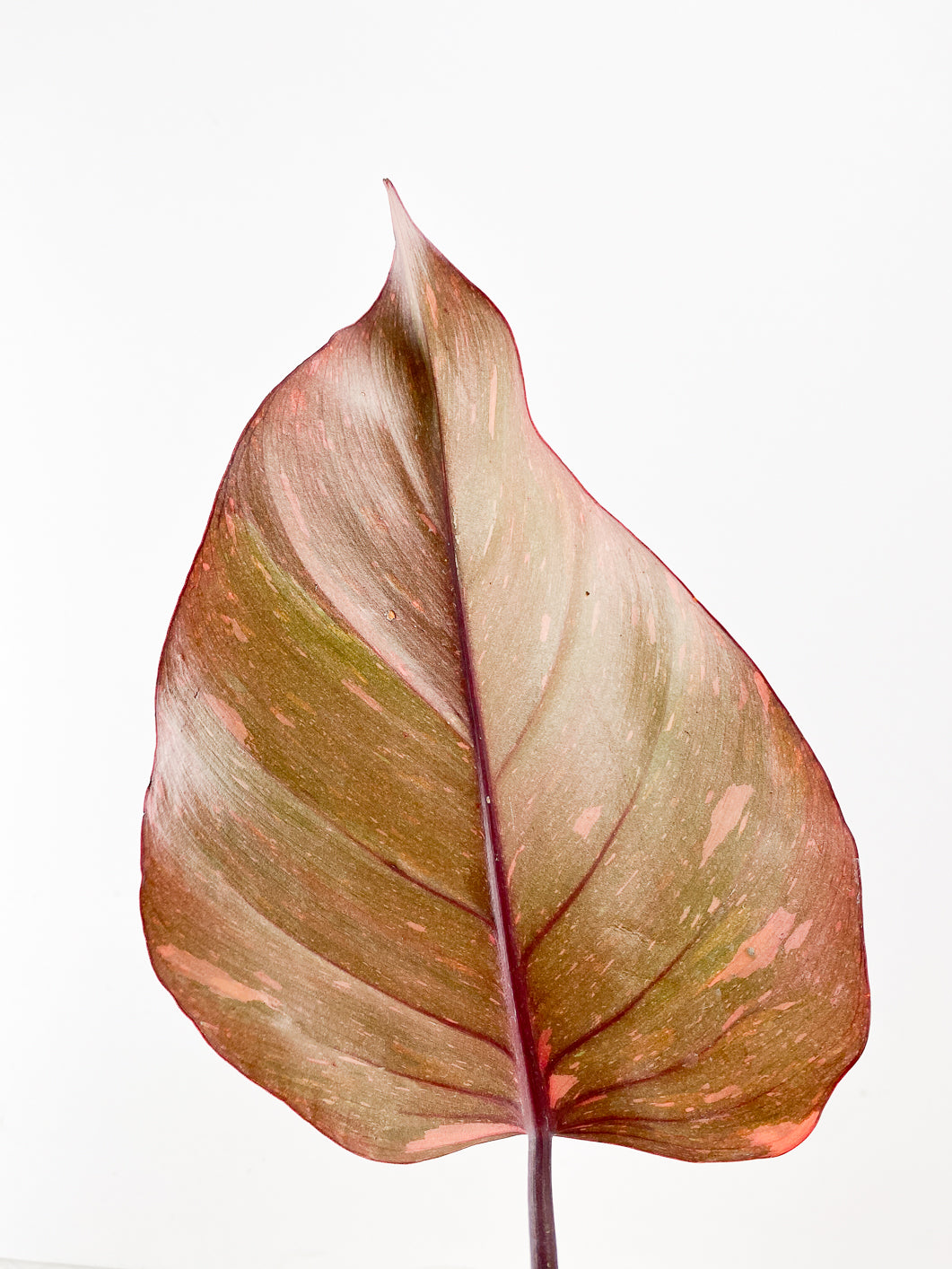 Philodendron Orange Princess variegated 1 leaf rooting