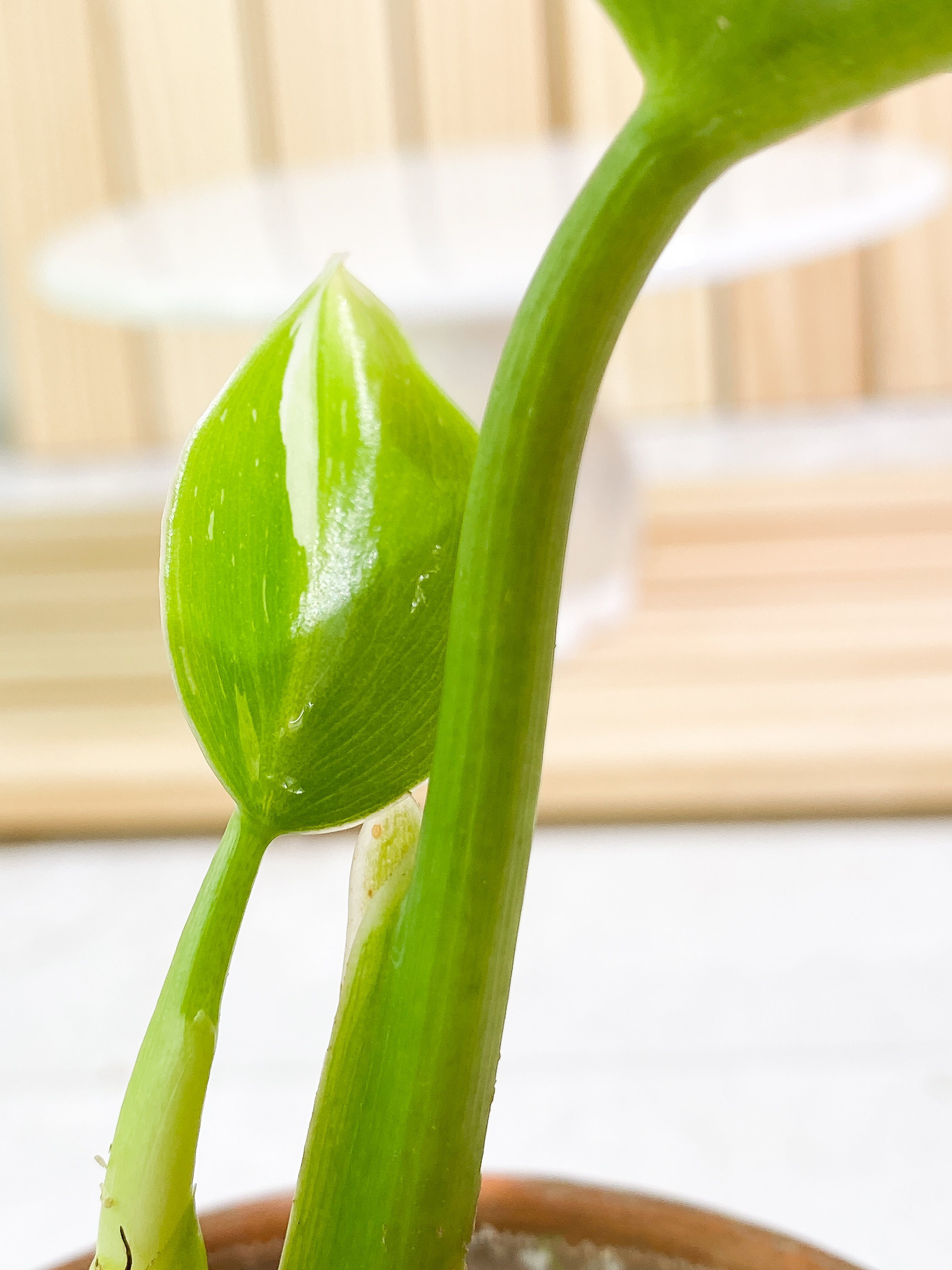 Philodendron White Wizard Rooted 2 leaves Top Cutting