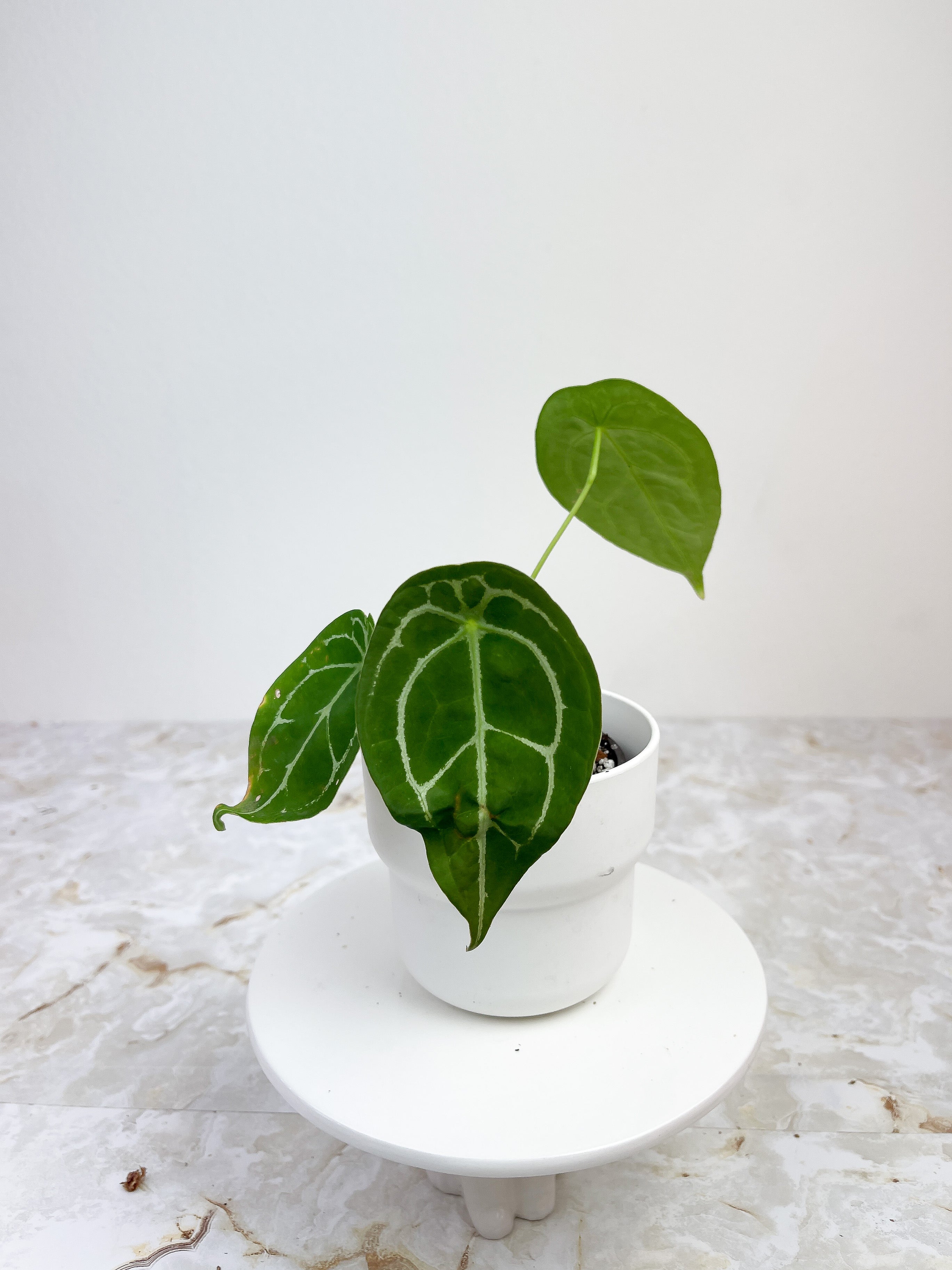 Anthurium Forgetii rooted