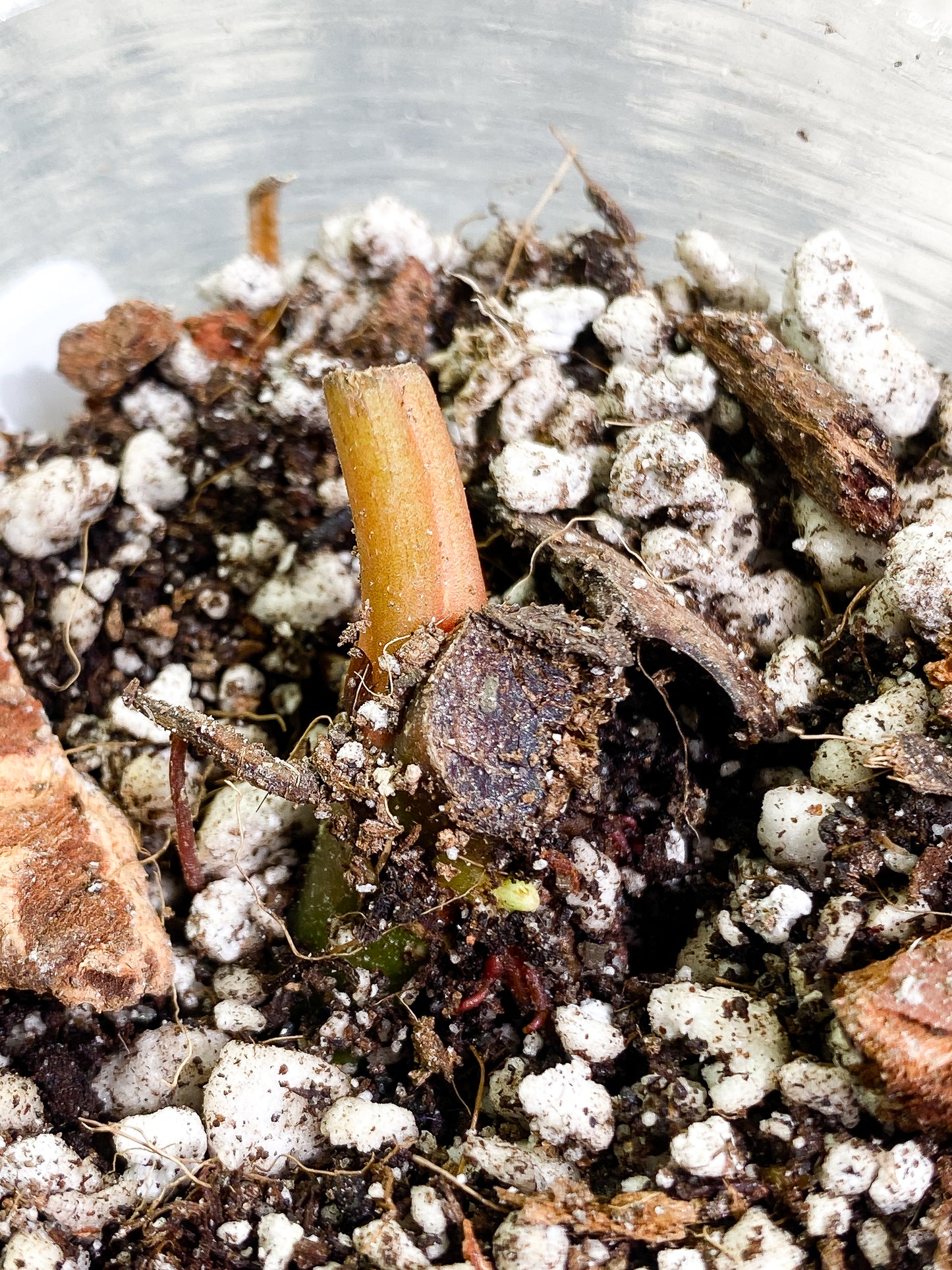 philodendron Verrucosum San Miguel sprout slightly rooted