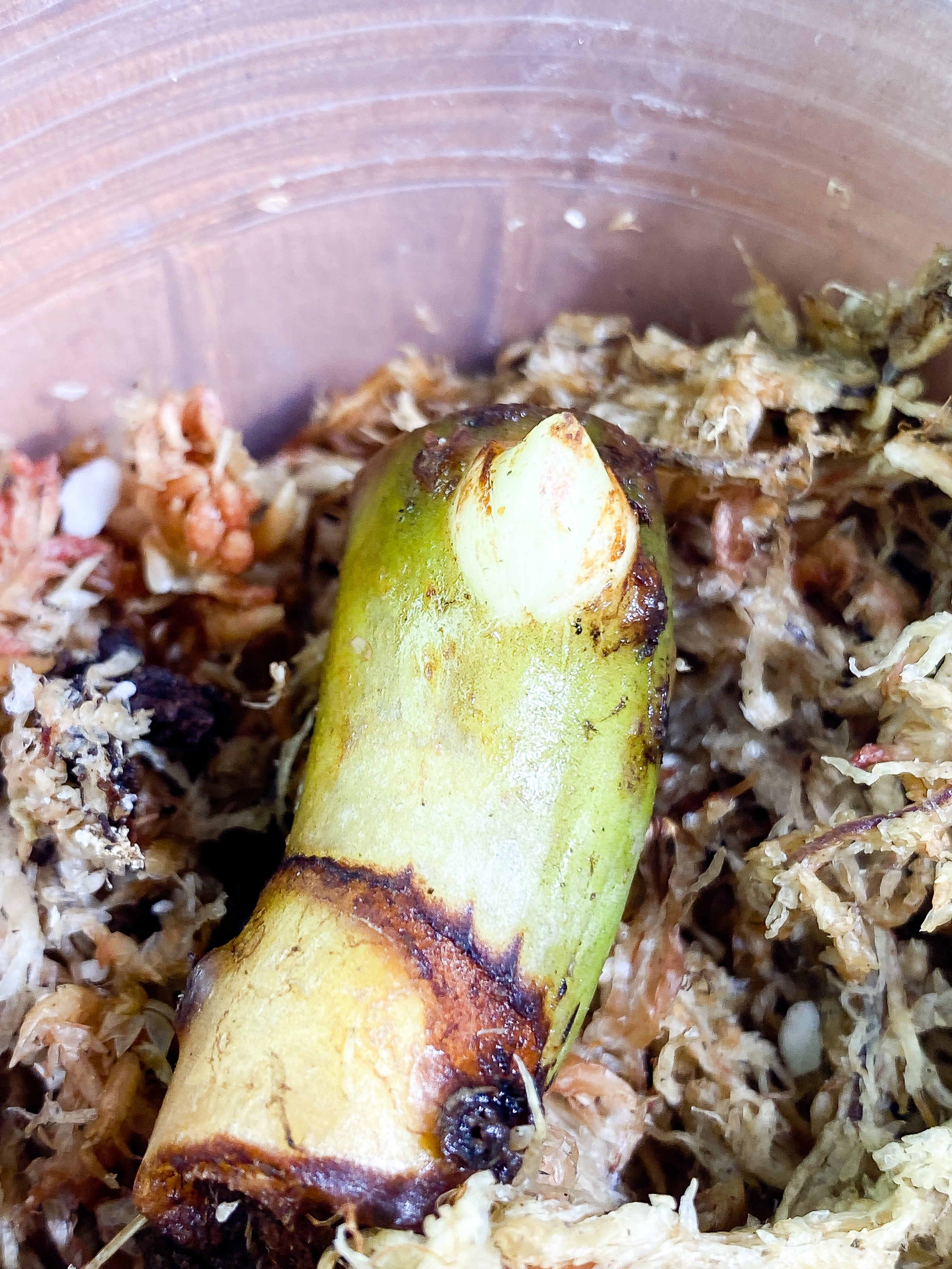 Philodendron White Wizard unrooted node with 1 sprout