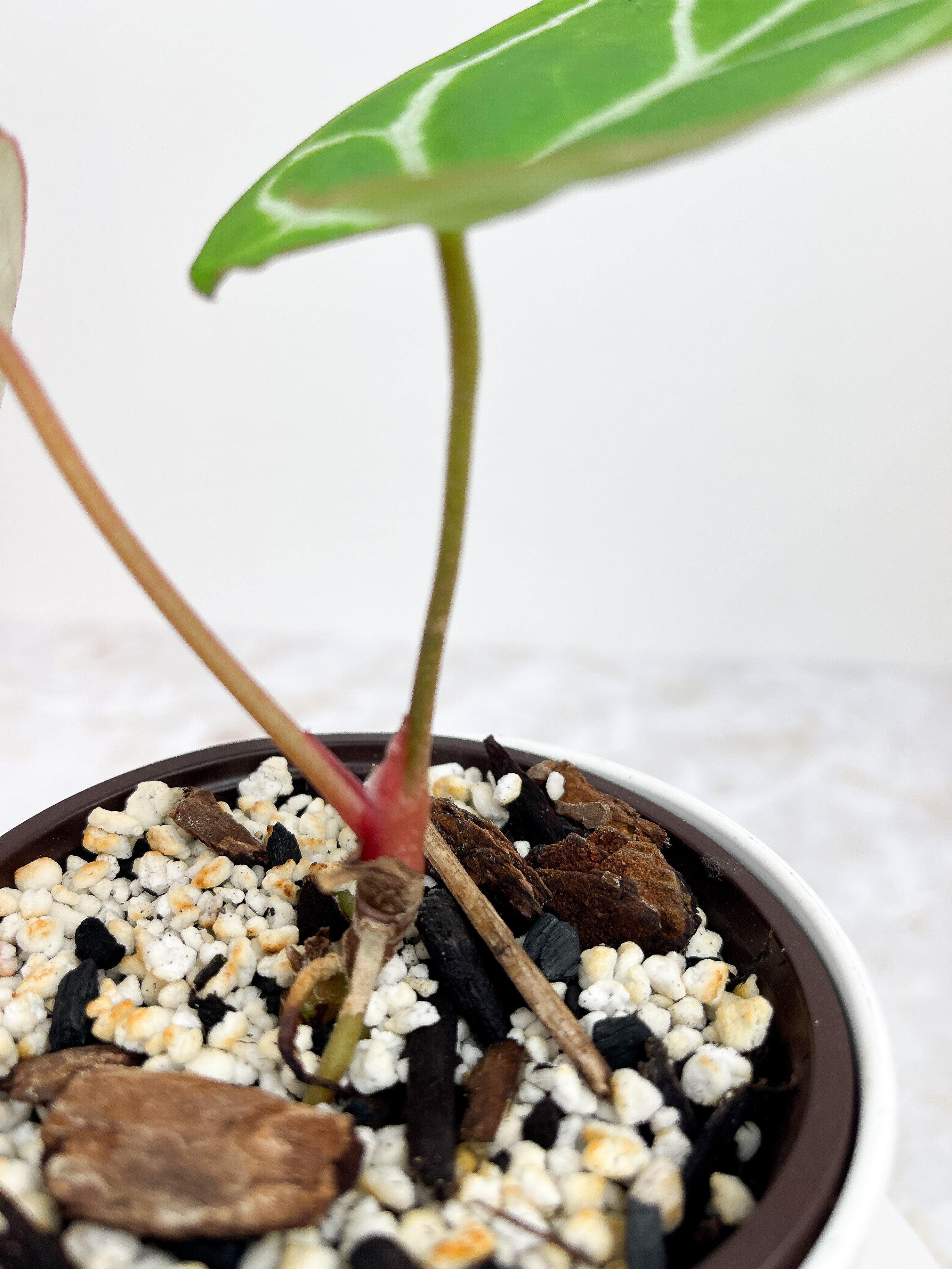 Anthurium Red Crystallinum Indo Form