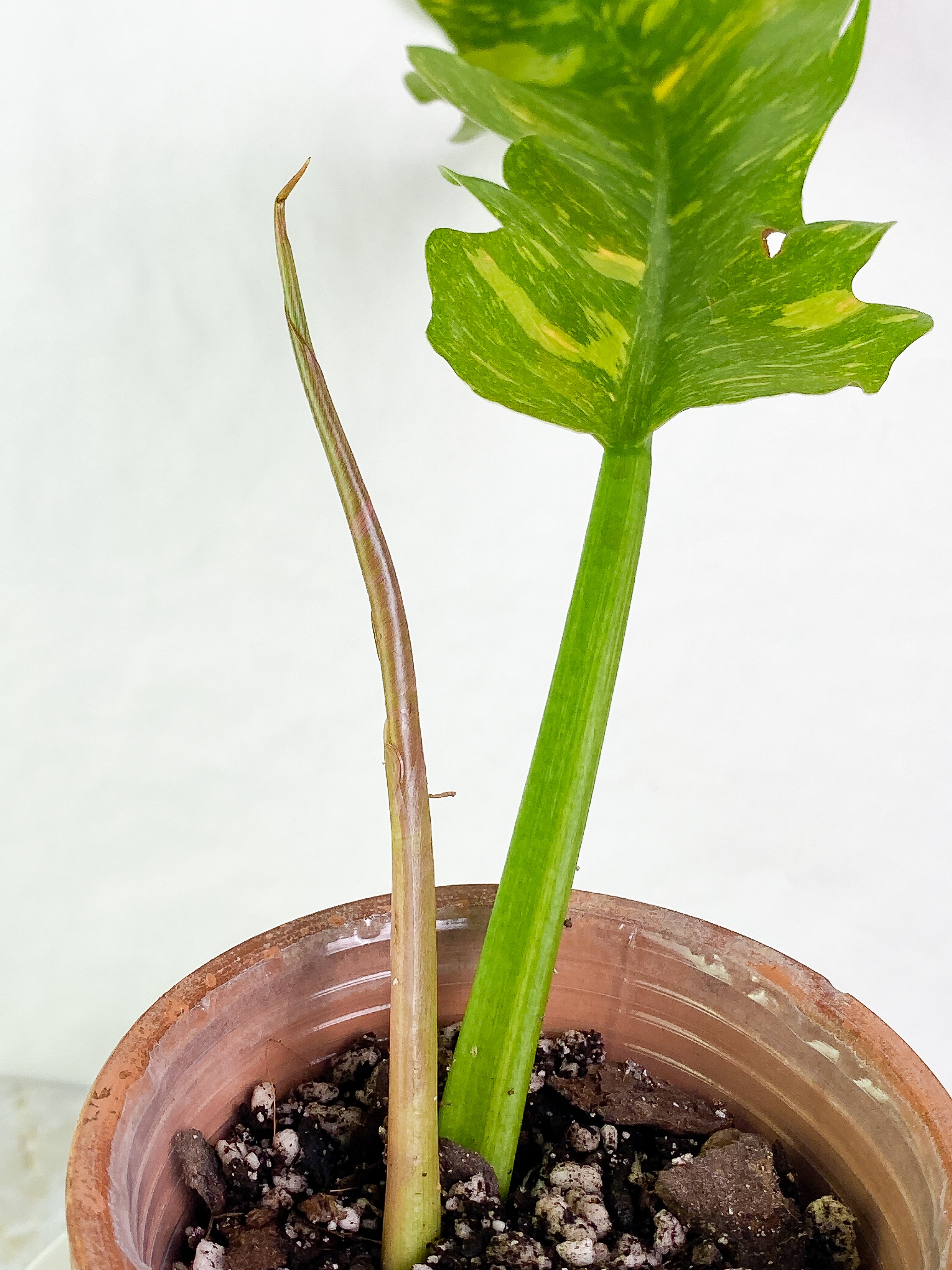 Philodendron Ring of Fire 1 leaf 1 sprout rooting top cutting