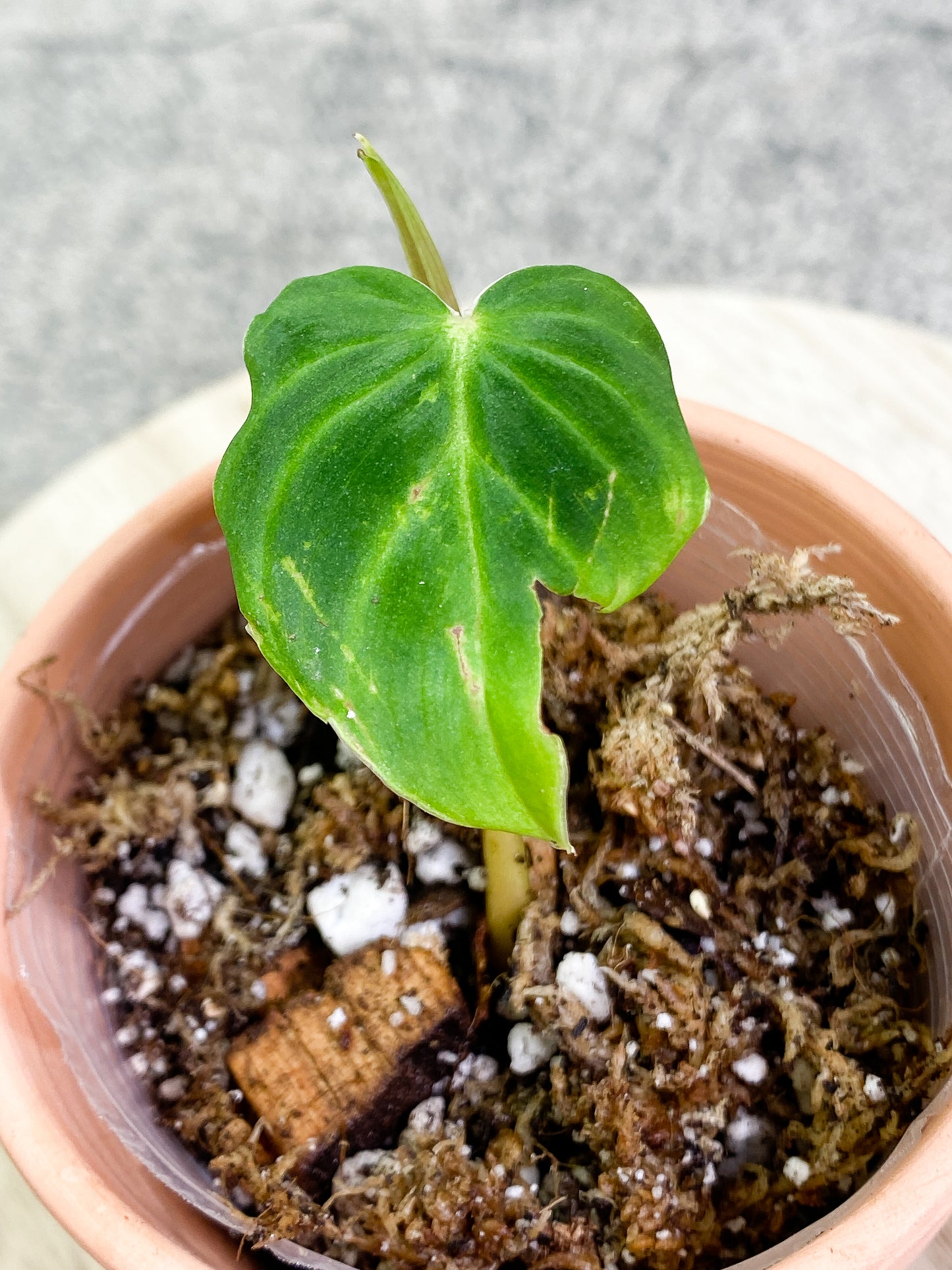 Philodendron verrucosum san miguel with 1 leaf and 1 sprout slightly rooted