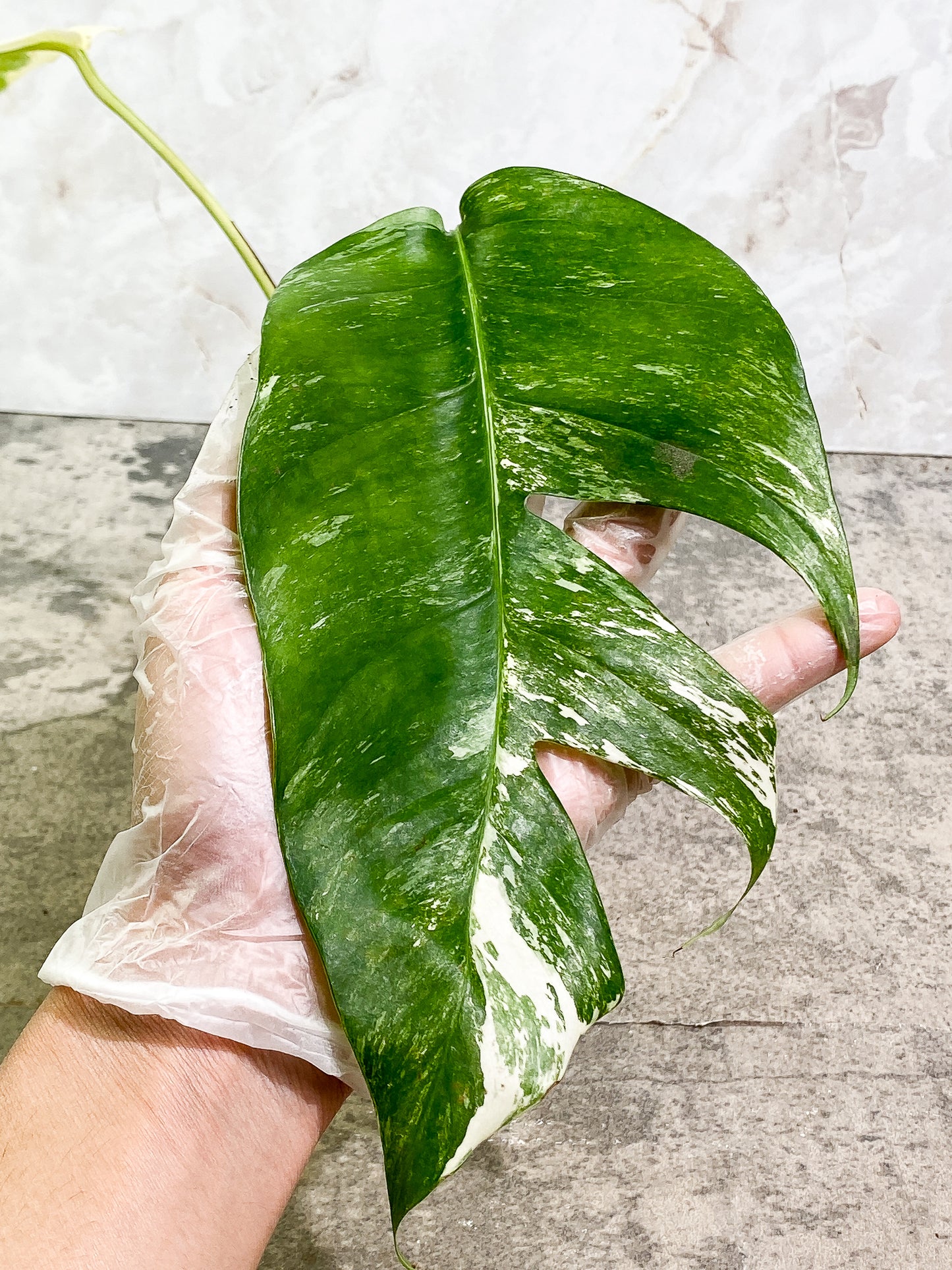 Epipremnum Pinnatum Variegated 2 leaves fully rooted